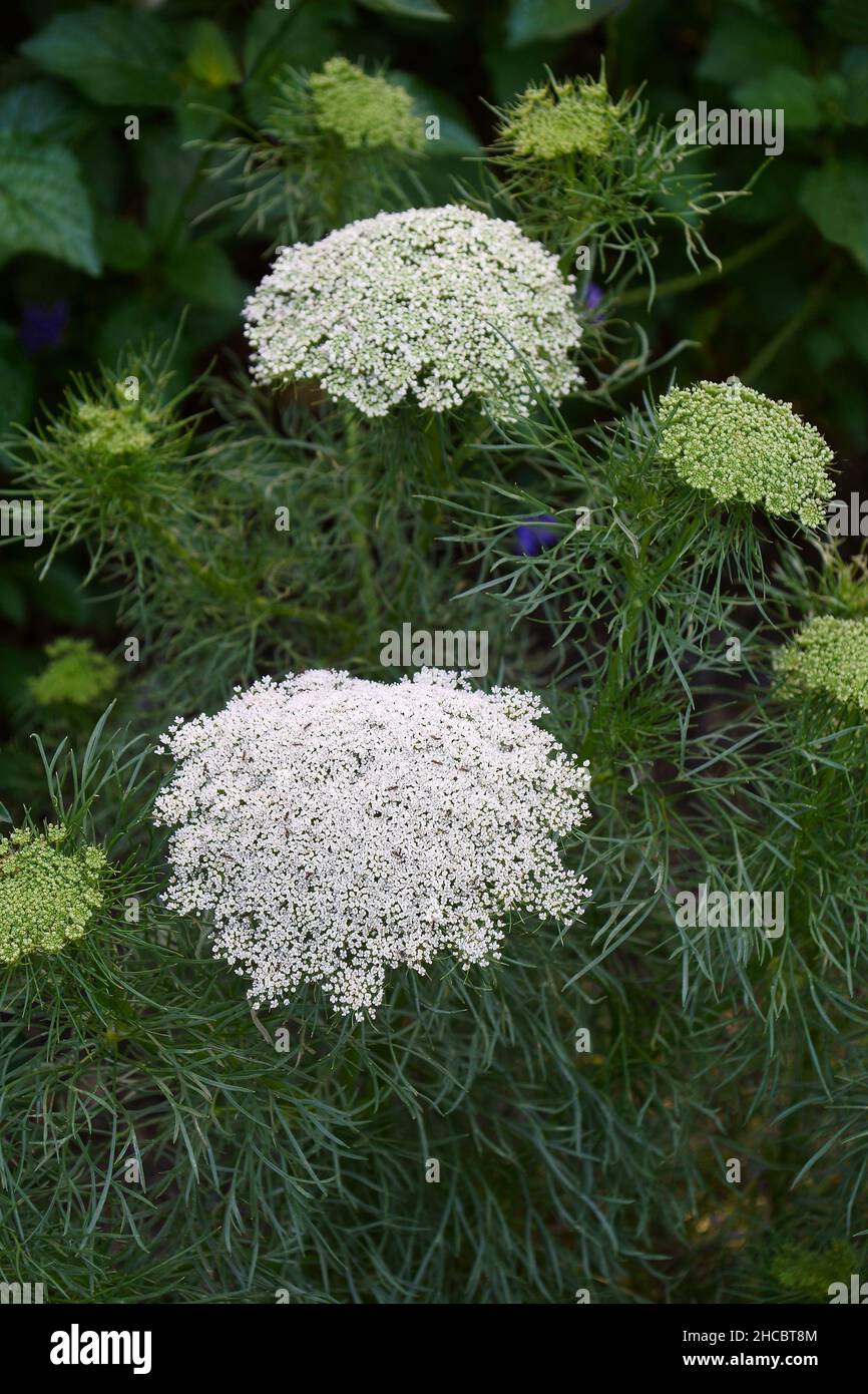 Carote selvatiche (carota di Daucus). Chiamato il nido di Bird, il merletto del Vescovo e il merletto della Regina Anna Foto Stock