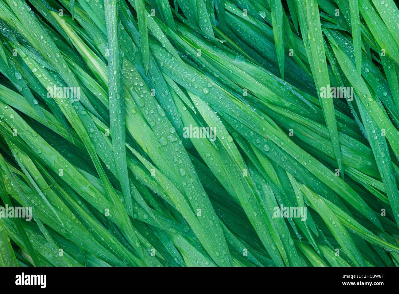 Rugiada lame coperte di erba Foto Stock