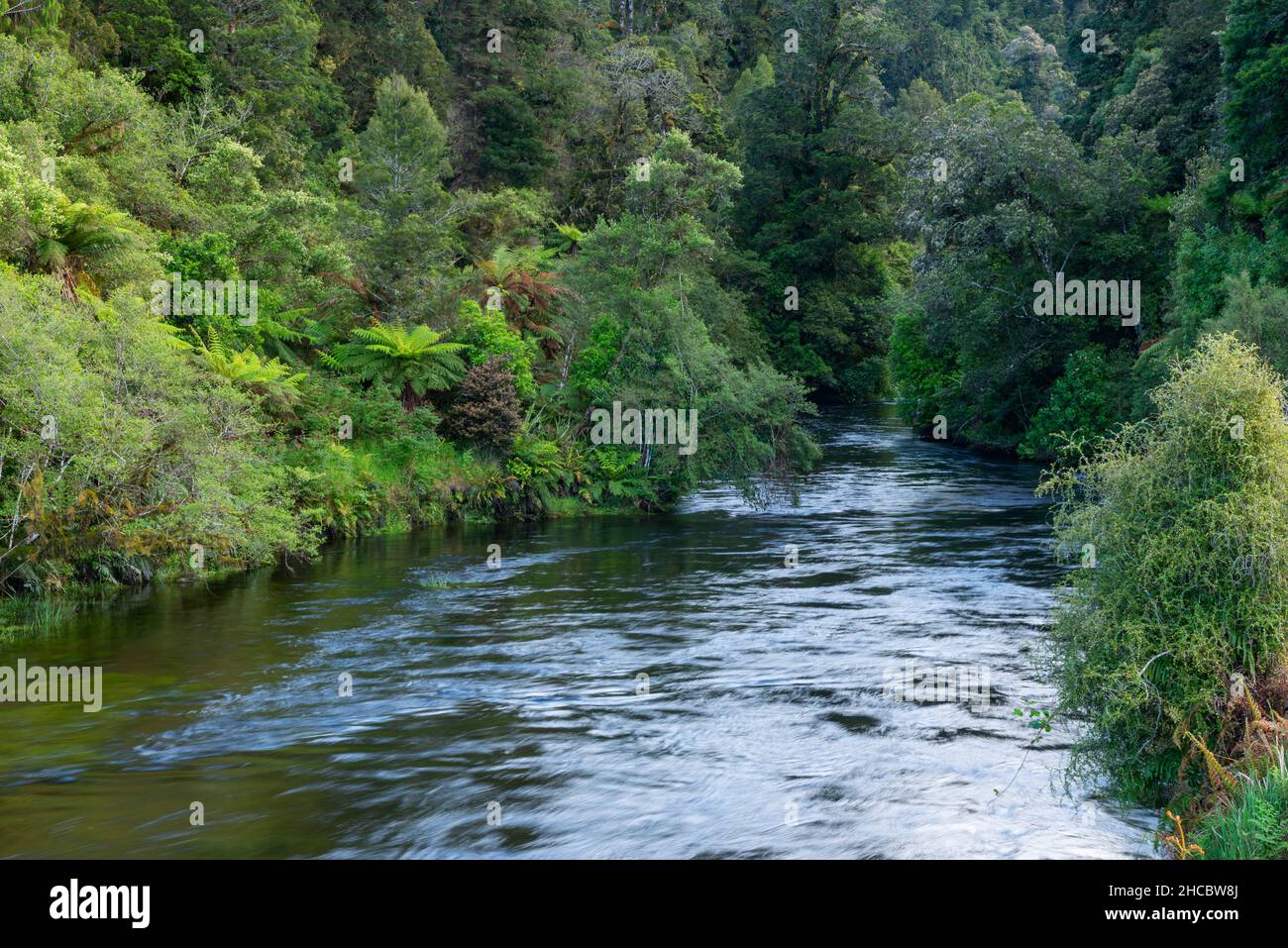 Il fiume Okarito scorre attraverso la lussureggiante foresta pluviale Foto Stock