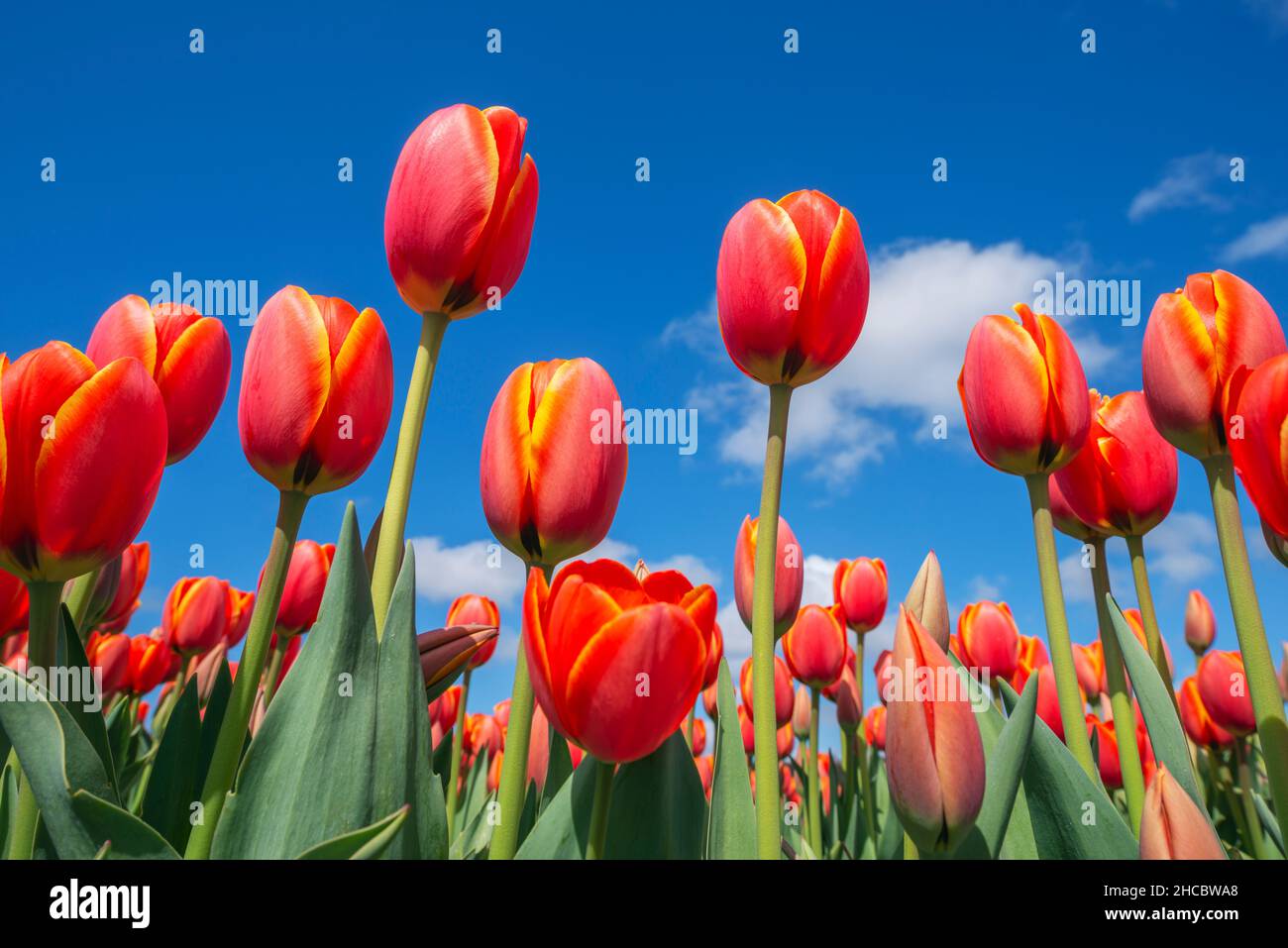 Vista della superficie del letto di tulipani rossi in fiore Foto Stock