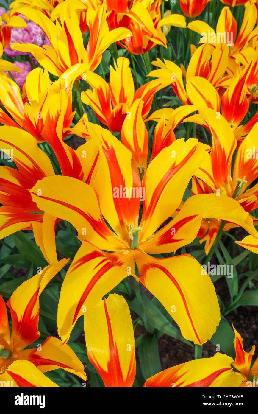 Teste di tulipani gialli in fiore (Tulipa Fire Wings) Foto Stock