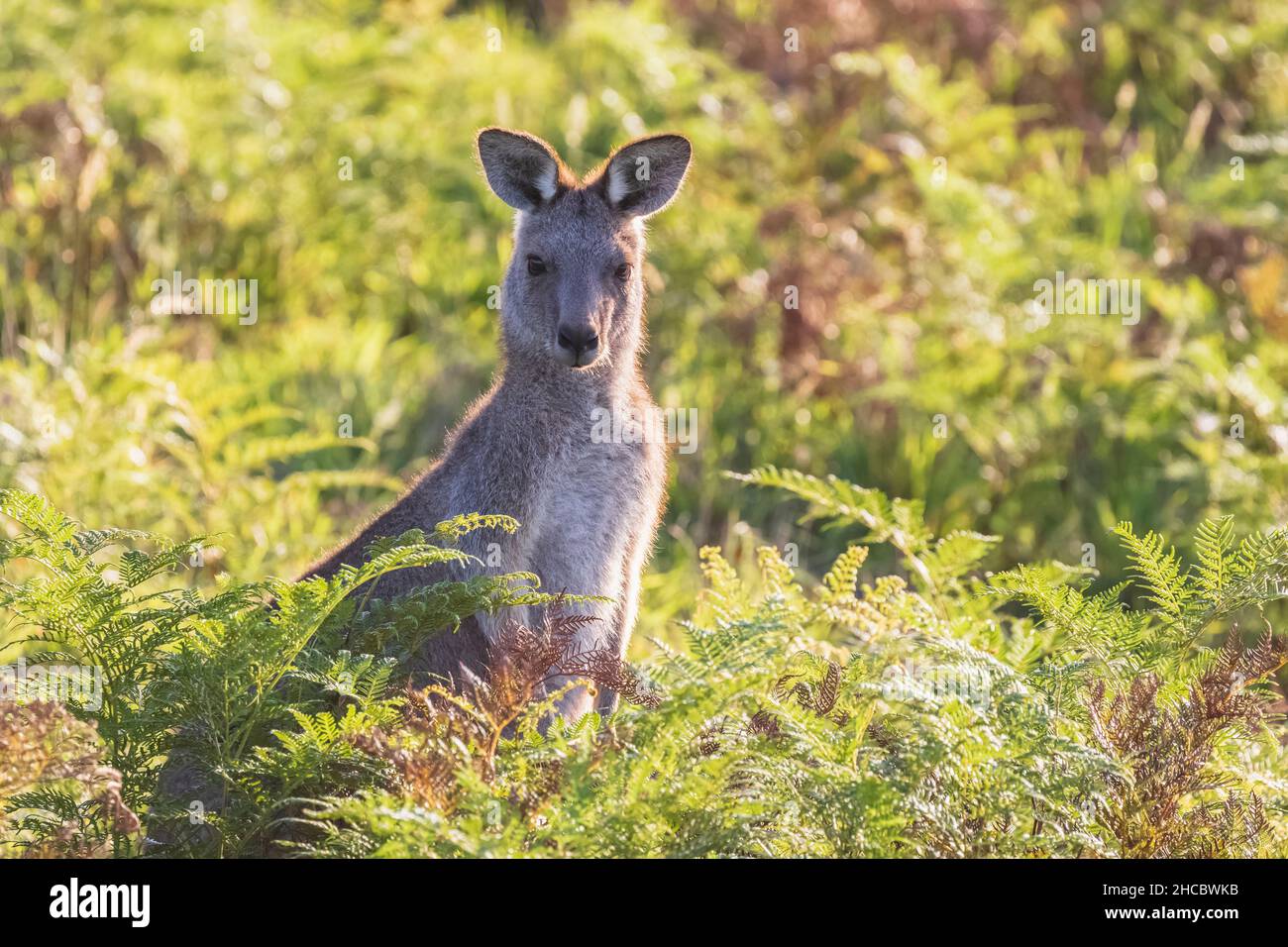 Canguro grigio orientale (Macropus giganteus) che salta attraverso l'erba Foto Stock