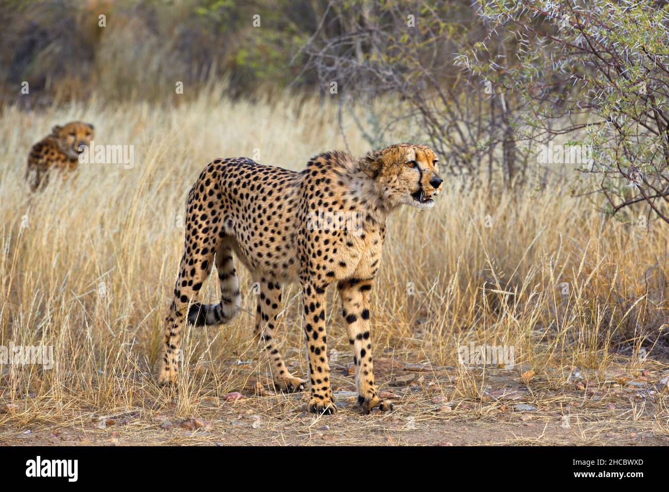 Primo piano di un ghepardo vigilante nella savana Namibia Foto Stock