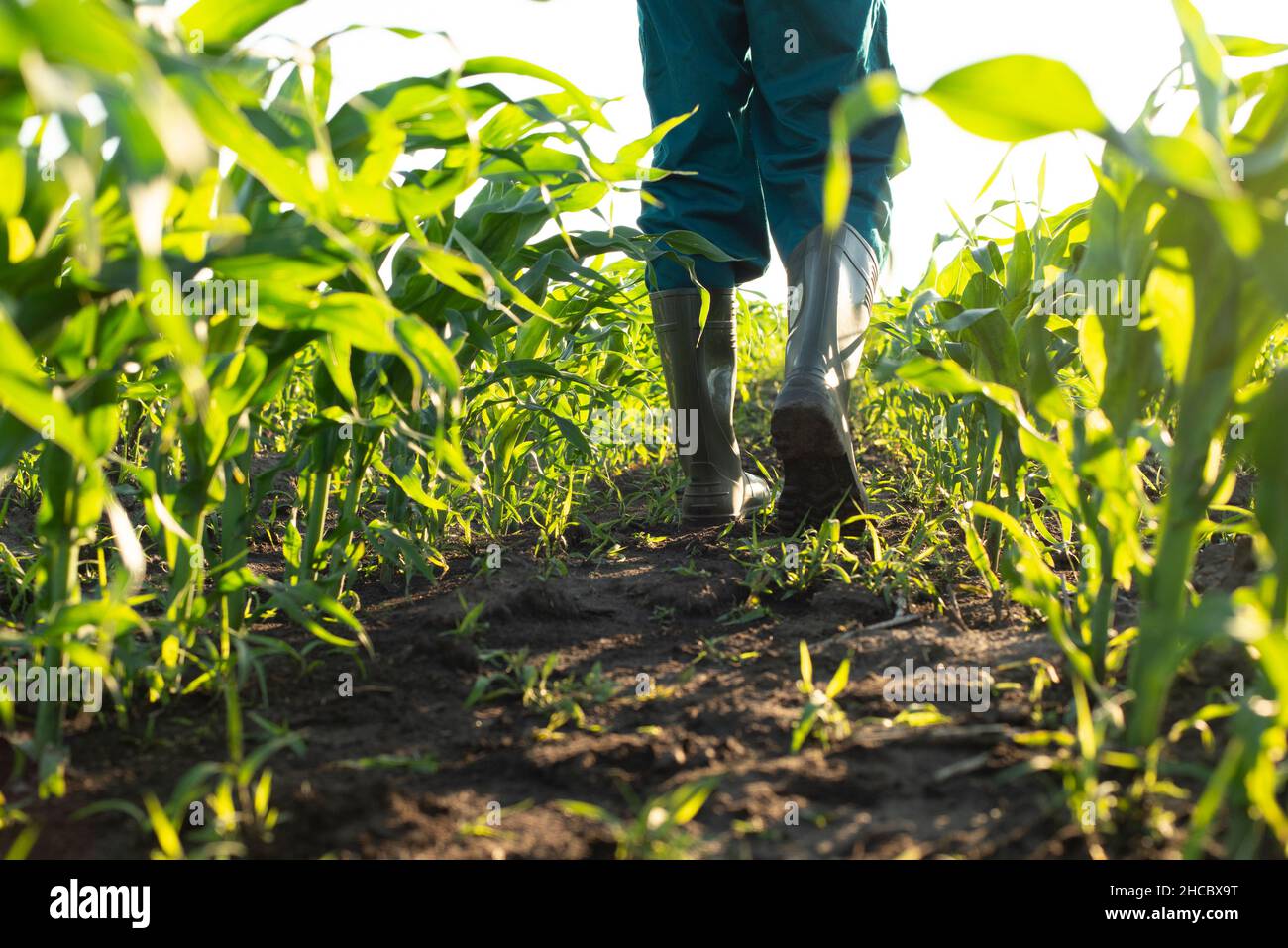 Vista ad angolo basso sui piedi dell'agricoltore in stivali di gomma che camminano lungo gli stocchi di mais Foto Stock
