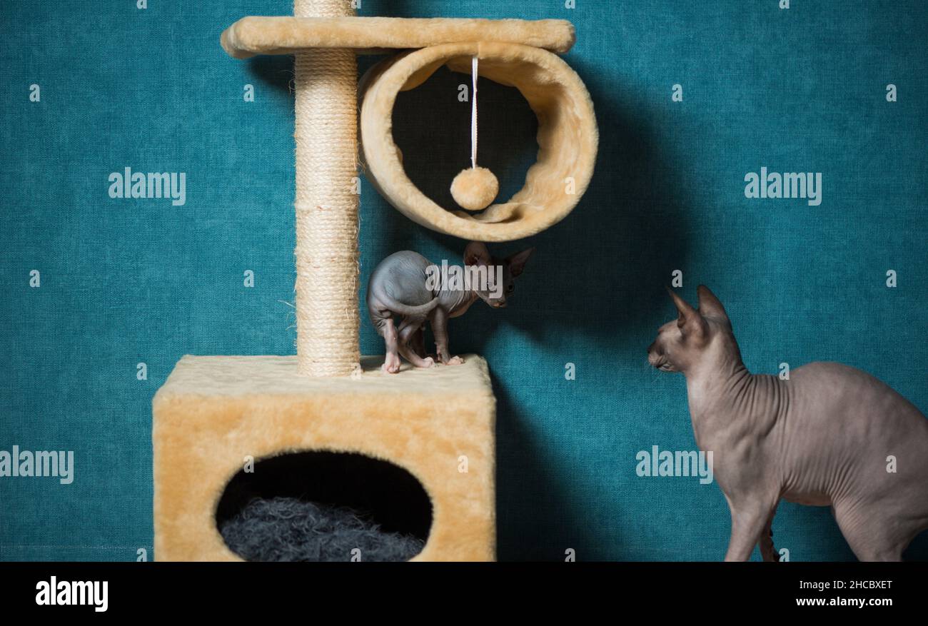 coppia di gatti sfinge che giocano su attrezzature interne a sfondo blu parete Foto Stock