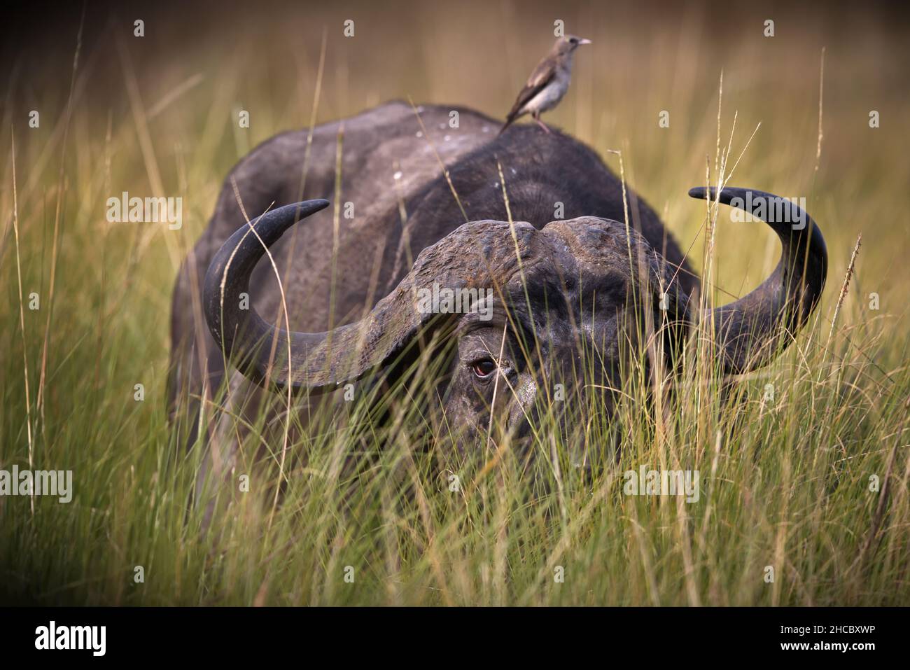 Piccolo uccello arroccato sul dorso di un bufala a Masai Mara, Kenya Foto Stock