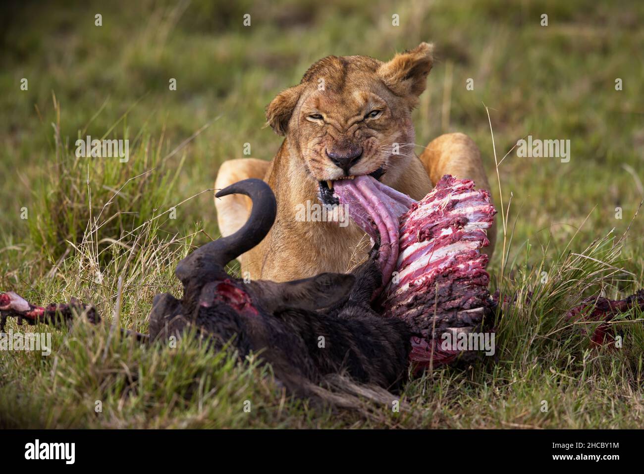 Leone femminile giacente sull'erba e mangiare la carne della sua cattura Foto Stock