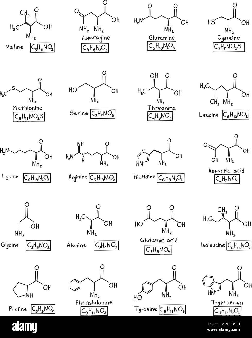 Formula molecolare chimica degli amminoacidi disegnata a mano nello stile di doodle isolato. Illustrazione Vettoriale