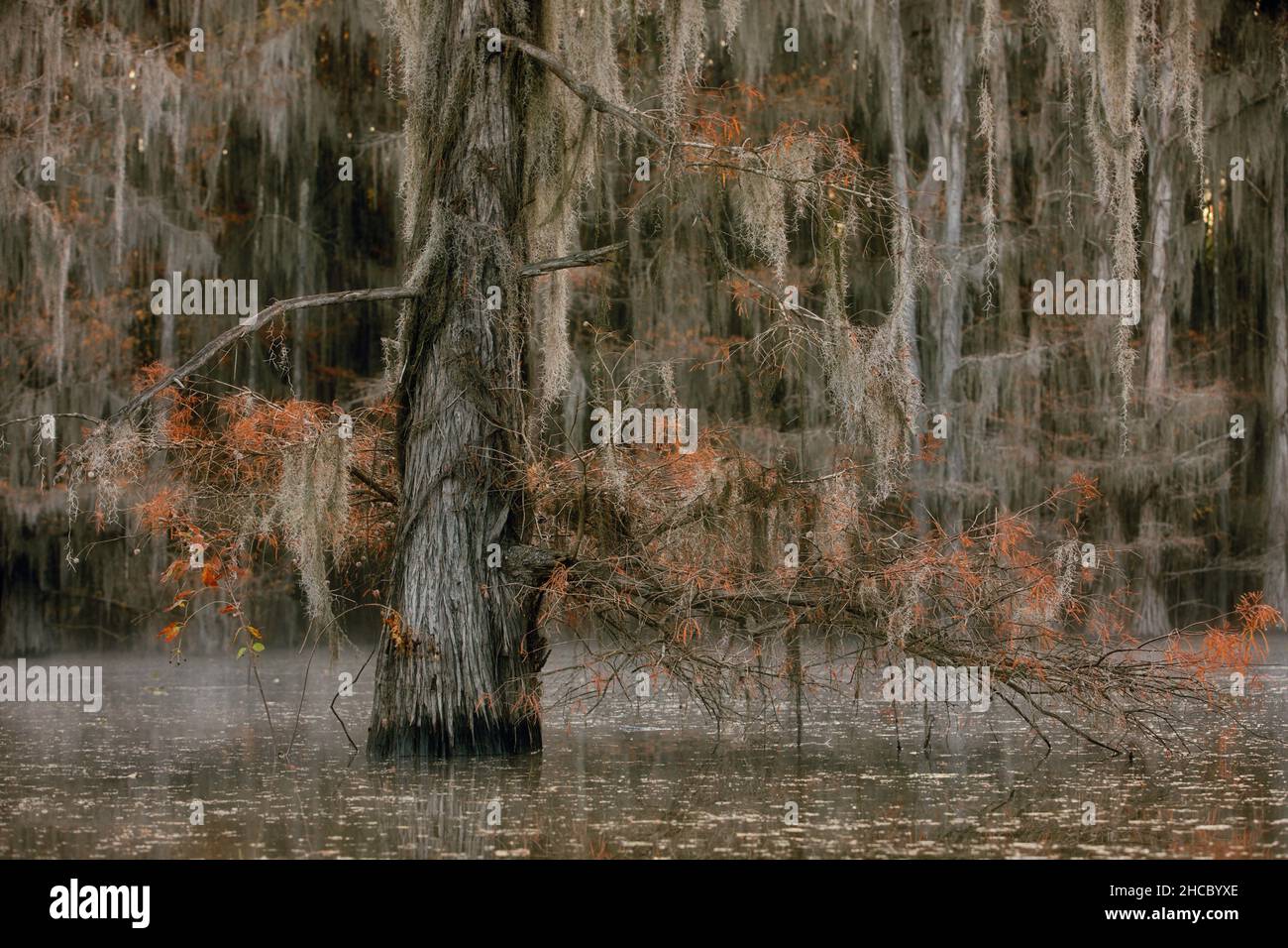 Scenario nelle grandi paludi ciose, Stati Uniti Foto Stock