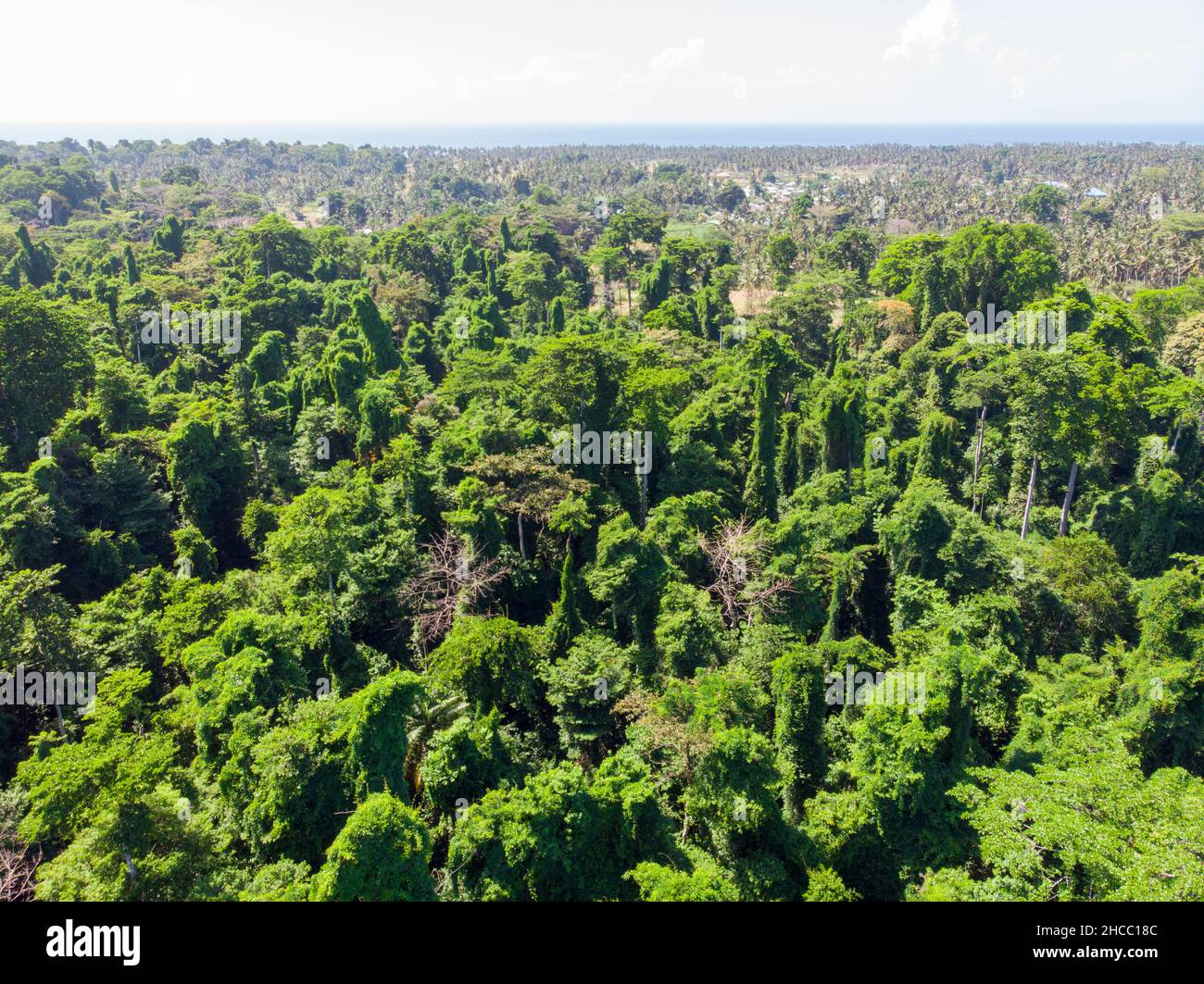 Bella vista aerea drone della giungla alberi cime Amazon foresta pluviale  primaria in estate giorno di sole. Concetto di conservazione, ecologia,  biodiversità, globale Foto stock - Alamy