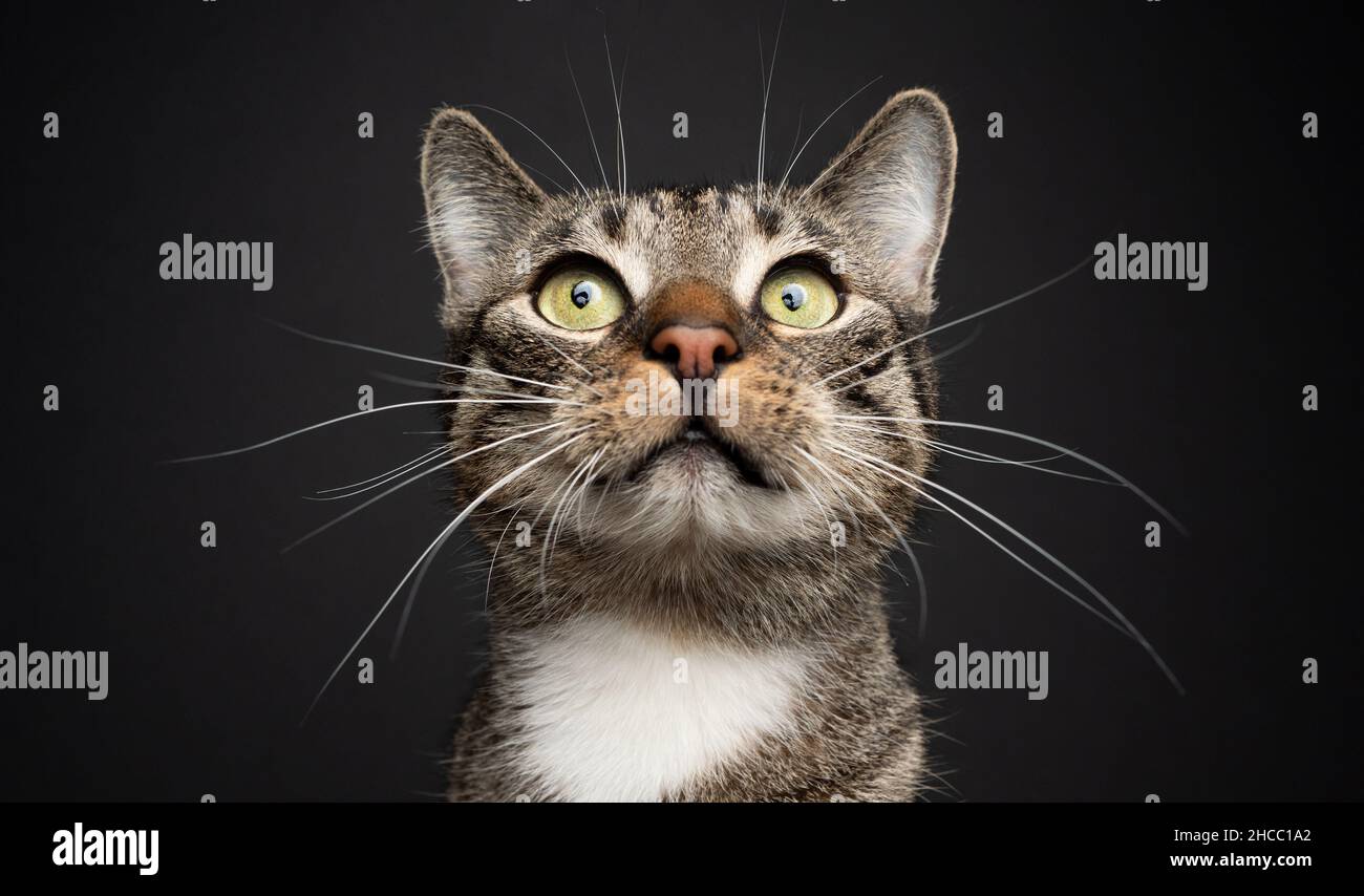 tabby bianco domestico shortair gatto con lungo whiskers ritratto su sfondo nero Foto Stock