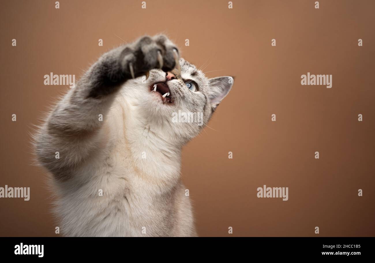 gatto che gioca zampa sollevante con artigli estesi che coprono un occhio guardando verso l'alto con bocca aperta su sfondo marrone Foto Stock