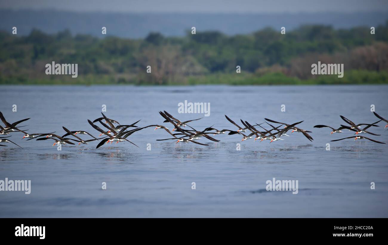 Gruppo di uccelli che volano su un fiume in Uganda Foto Stock