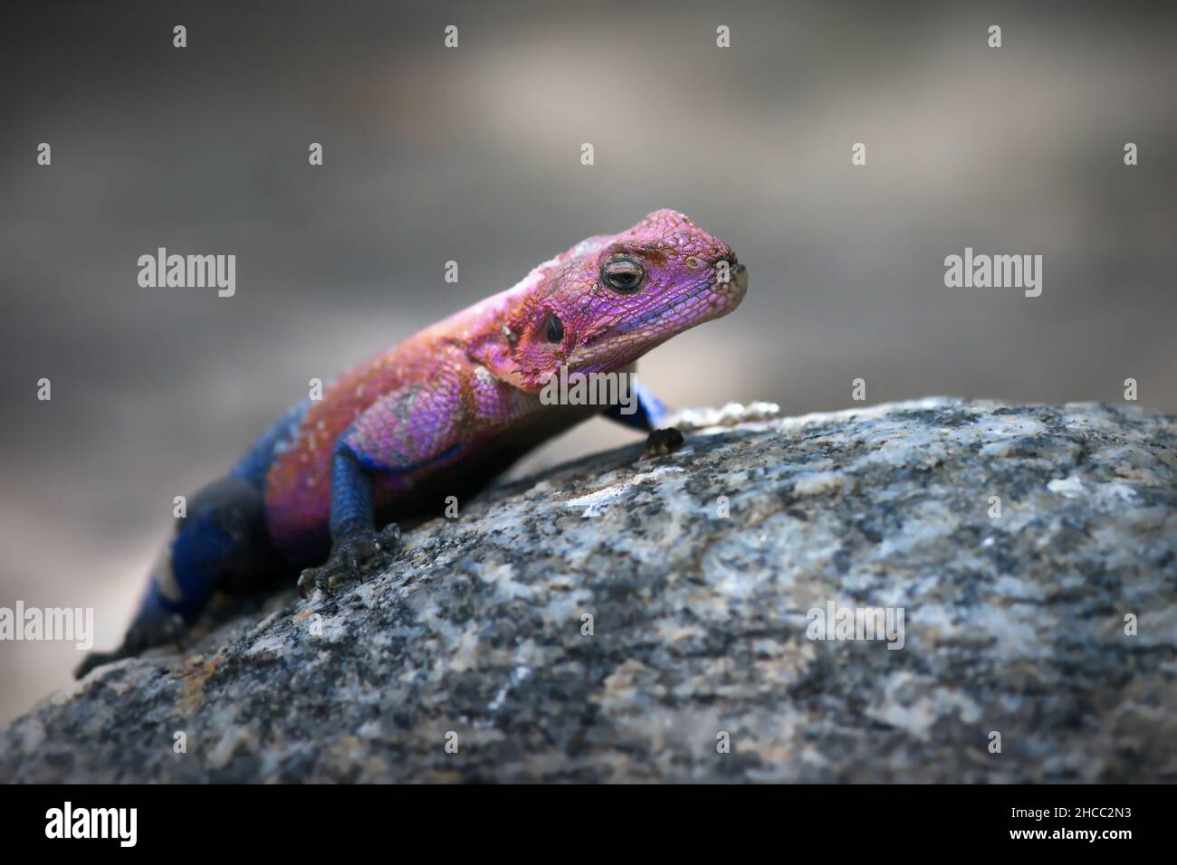 Macro colpo di una pietra a testa piatta Mwanza agama Lizard in Tanzania Foto Stock