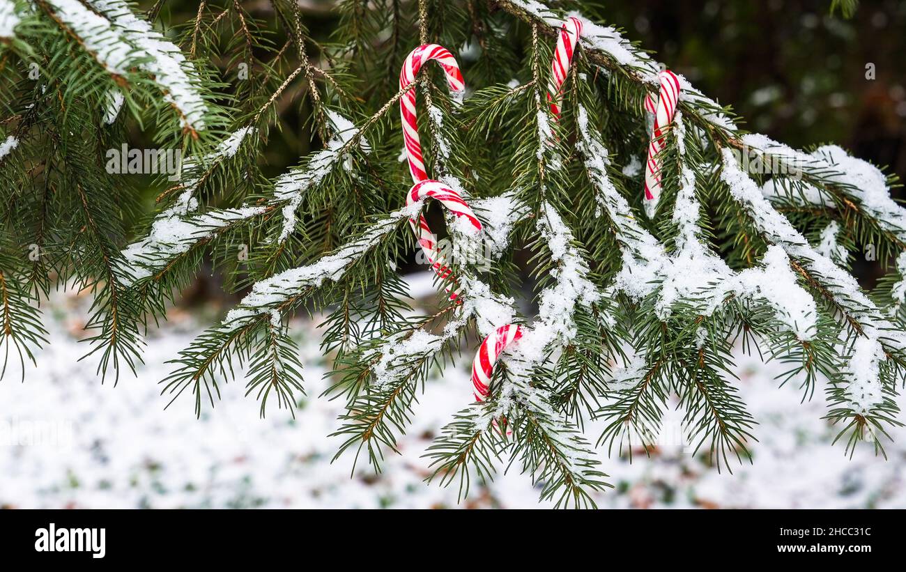 Dolce cono caramella di colore rosso e bianco su ramo di albero con neve Foto Stock