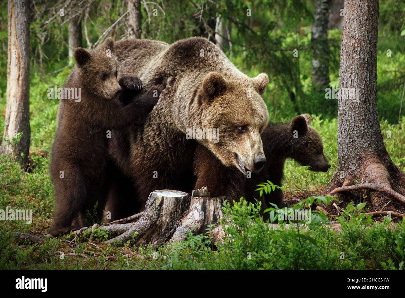 Orsi bruni nella foresta in Finlandia Foto Stock
