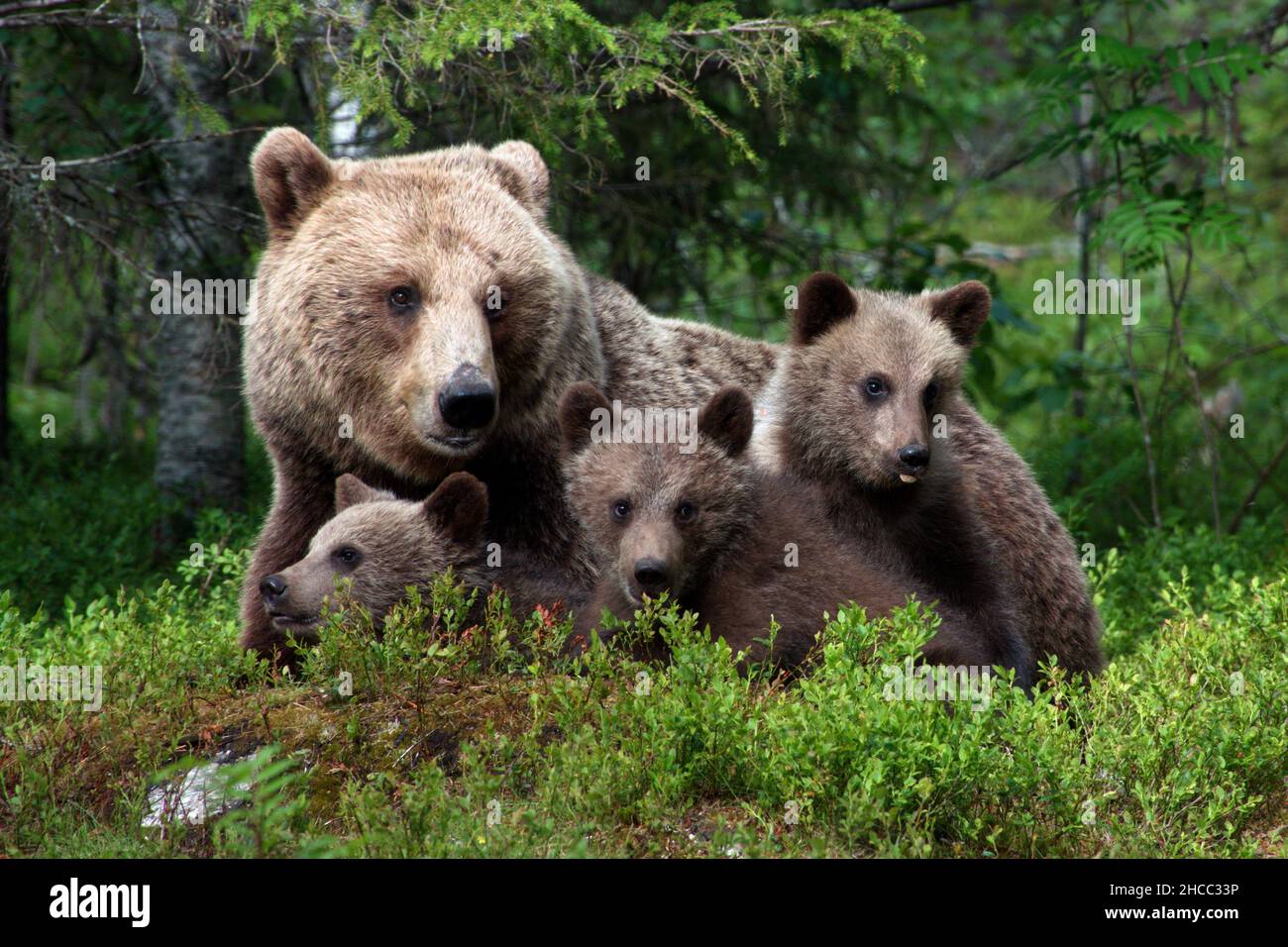 Verde foresta con orsi grizzly e cubs in Finlandia durante la luce del giorno Foto Stock