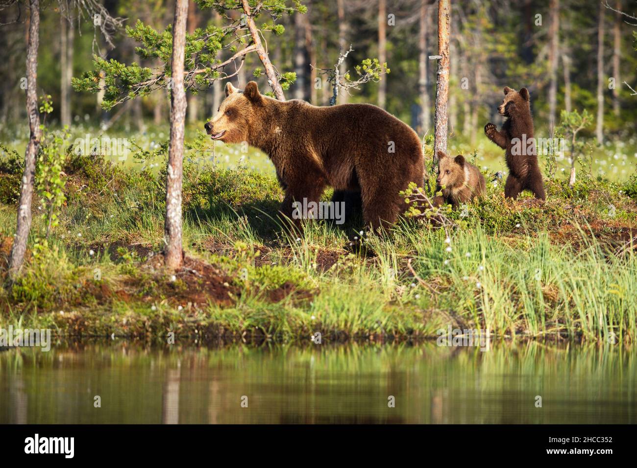 Orsacchiotti marroni con la mamma vicino al fiume in Finlandia Foto Stock