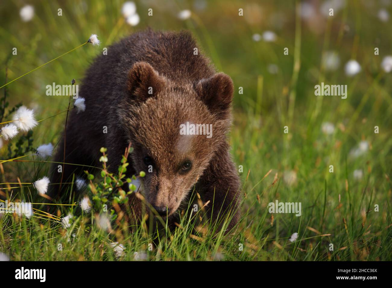 Verde foresta con grizzly orso cubs in Finlandia durante la luce del giorno Foto Stock