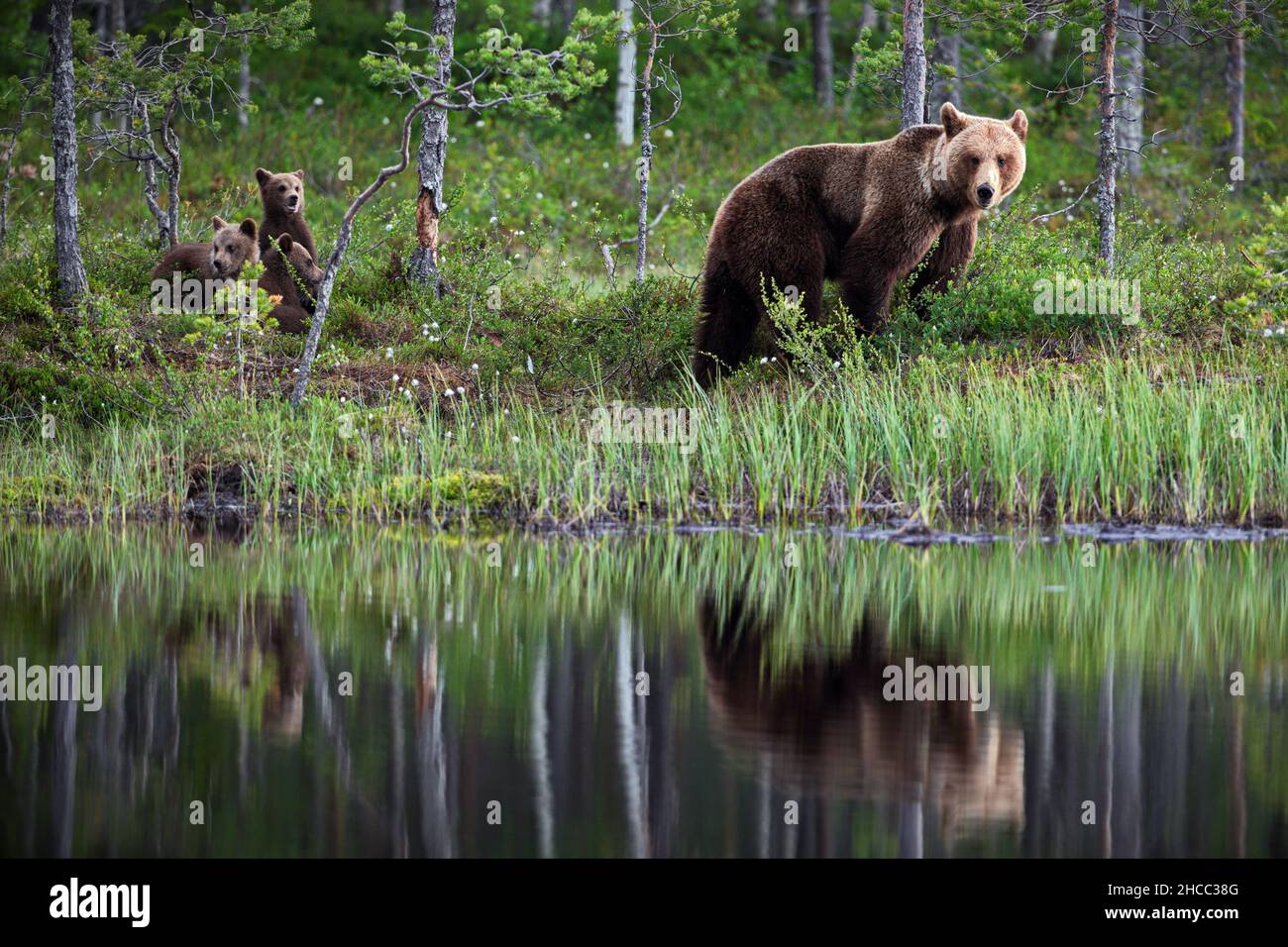 Il bambino marrone porta con la mamma vicino al fiume in Finlandia Foto Stock
