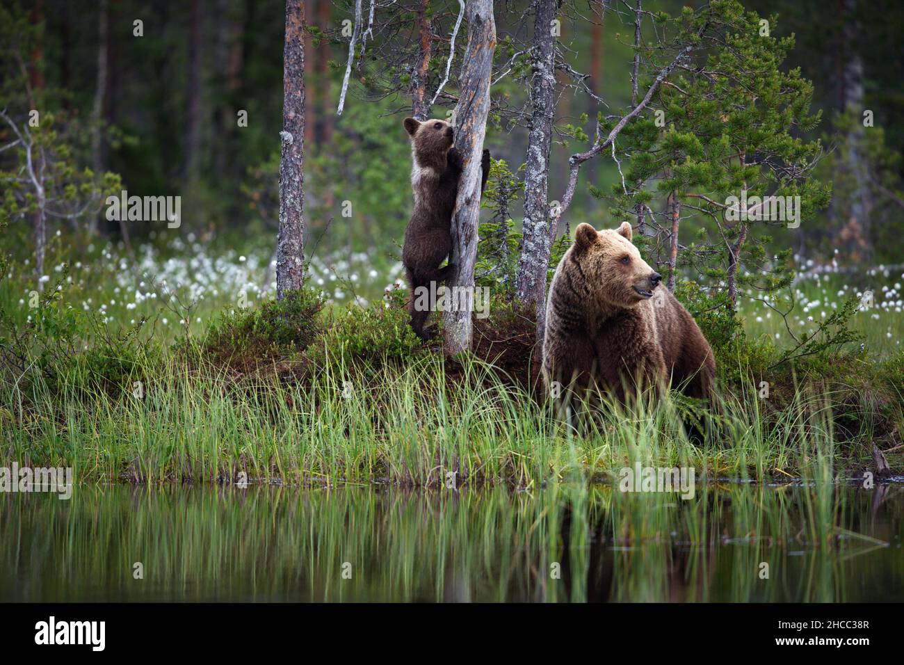 Orsetto marrone con mamma vicino al fiume in Finlandia Foto Stock
