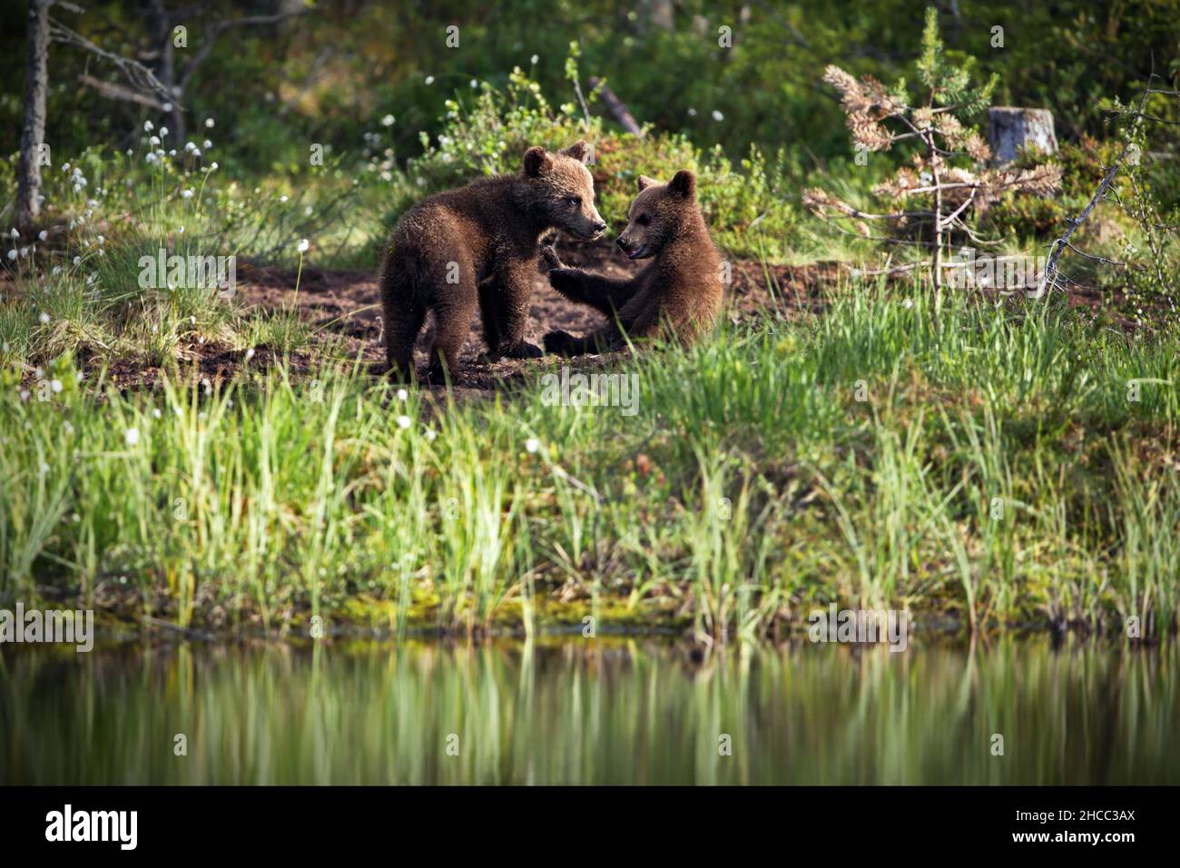 Orsacchiotti marroni vicino al fiume in Finlandia Foto Stock
