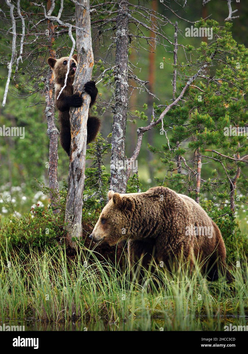 Colpo verticale di una foresta verde con orsi grizzly e cubetti in Finlandia durante la luce del giorno Foto Stock