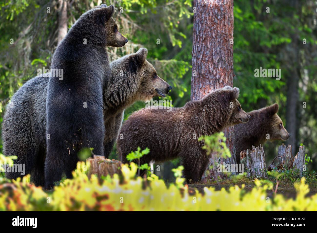 Una foresta verde con orsi grizzly in Finlandia durante la luce del giorno Foto Stock