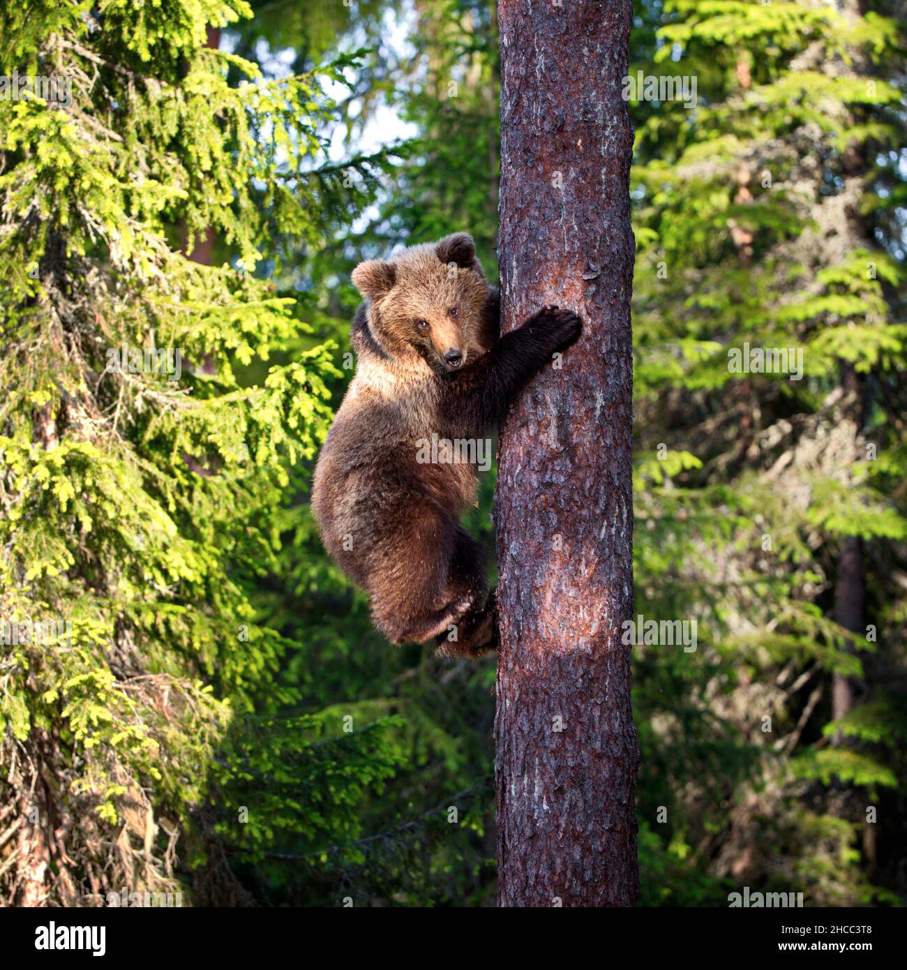 Verde foresta con orsi grizzly che sale un albero in Finlandia durante la luce del giorno Foto Stock
