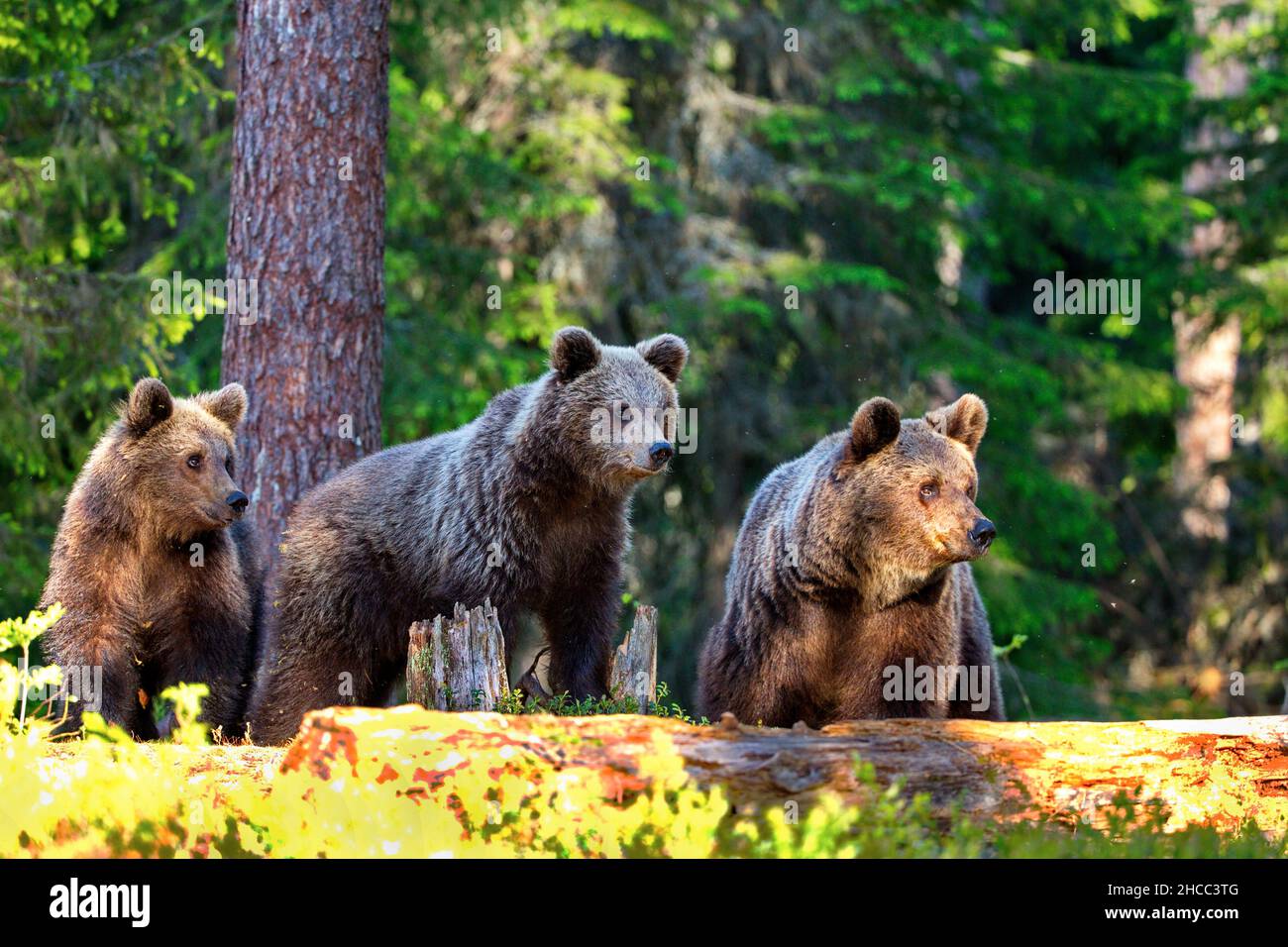 Orsi bruni nella foresta in Finlandia Foto Stock