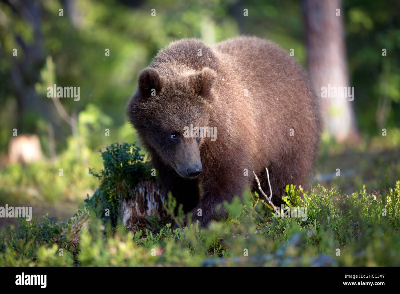 Verde foresta con orsi grizzly in Finlandia durante la luce del giorno Foto Stock