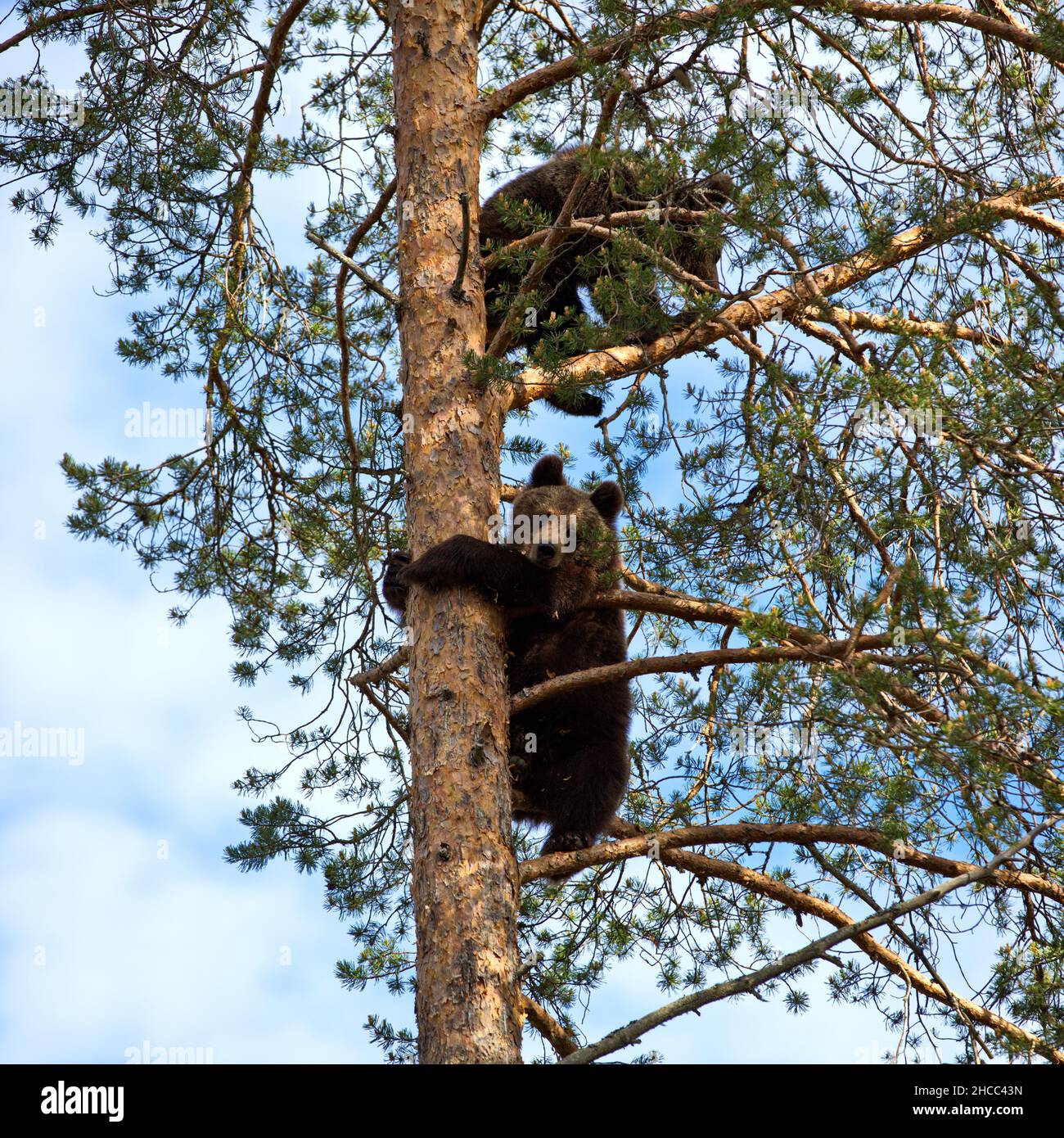 Verde foresta con orsi grizzly che sale un albero in Finlandia durante la luce del giorno Foto Stock