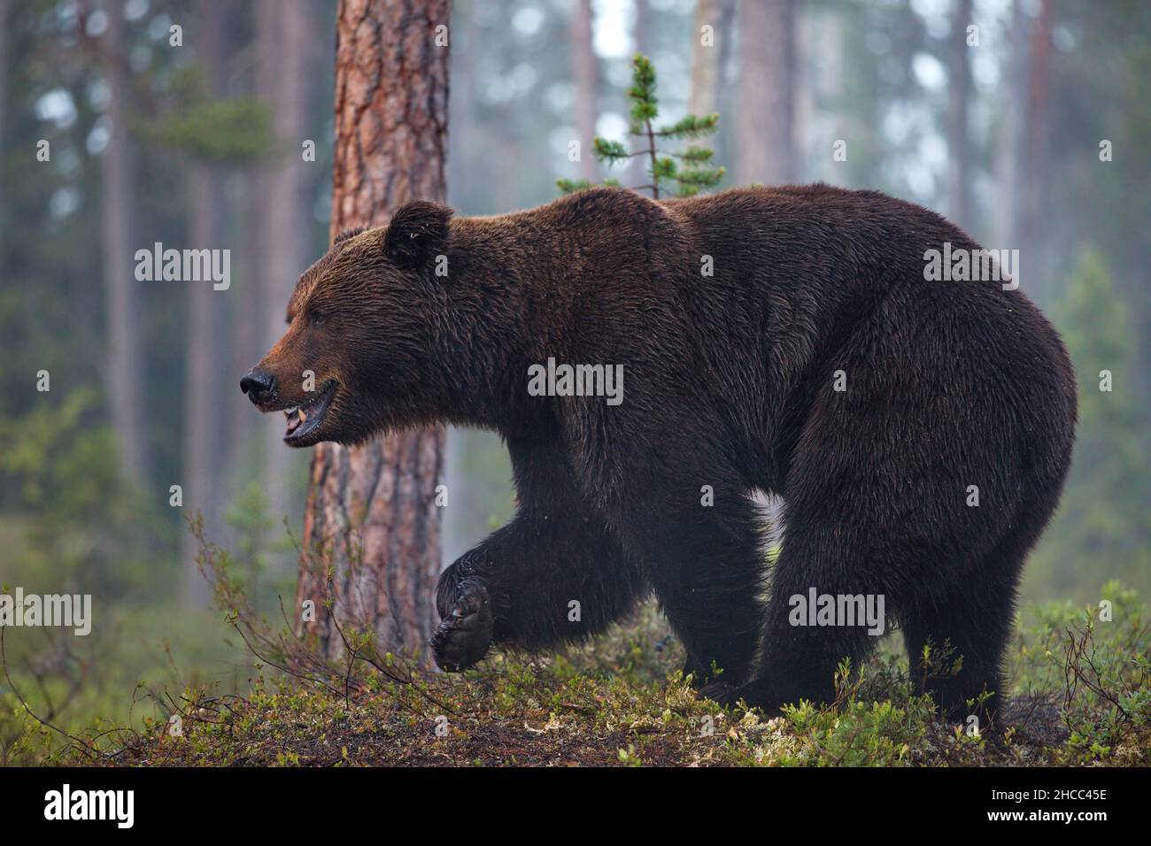 Una foresta verde con orsi grizzly in Finlandia durante la luce del giorno Foto Stock