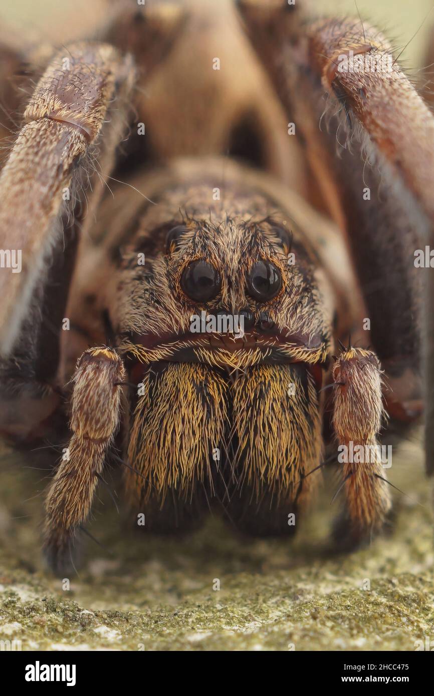 Primo piano frontale del maschio di uno dei più grandi ragni di lupo , Hogna radiata Foto Stock