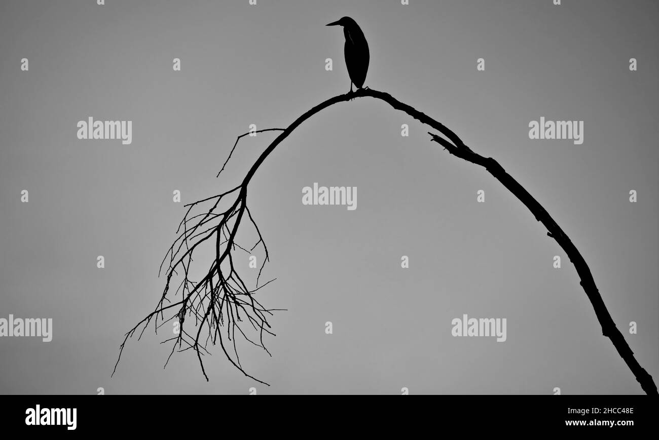 Uccello nero con un becco affilato seduto su un ramo di albero secco a Pantanal, Brasile Foto Stock