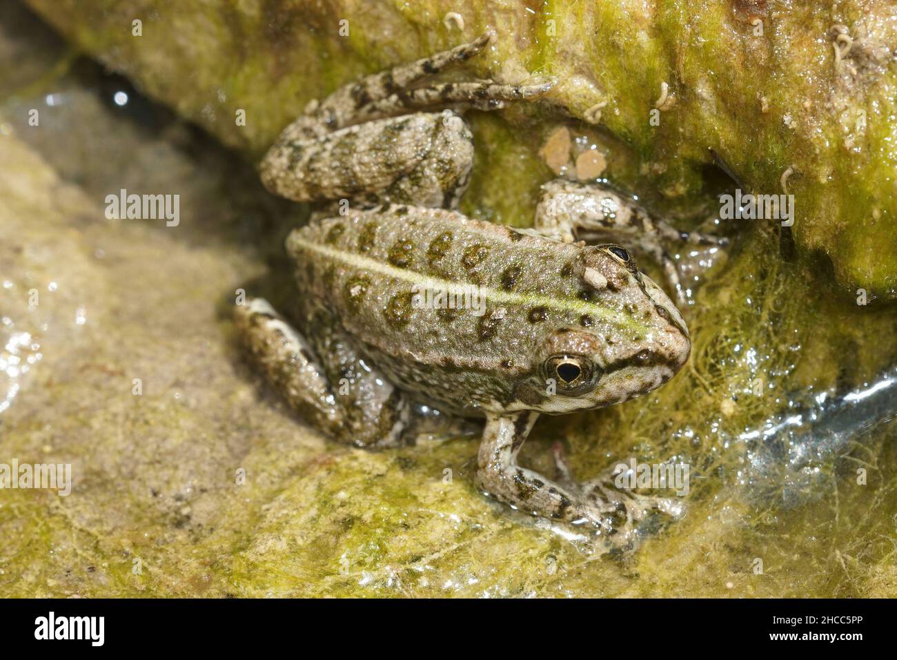 Primo piano di una rana da piscina per adulti , Pelophylax lessonae nel Gard, Francia Foto Stock