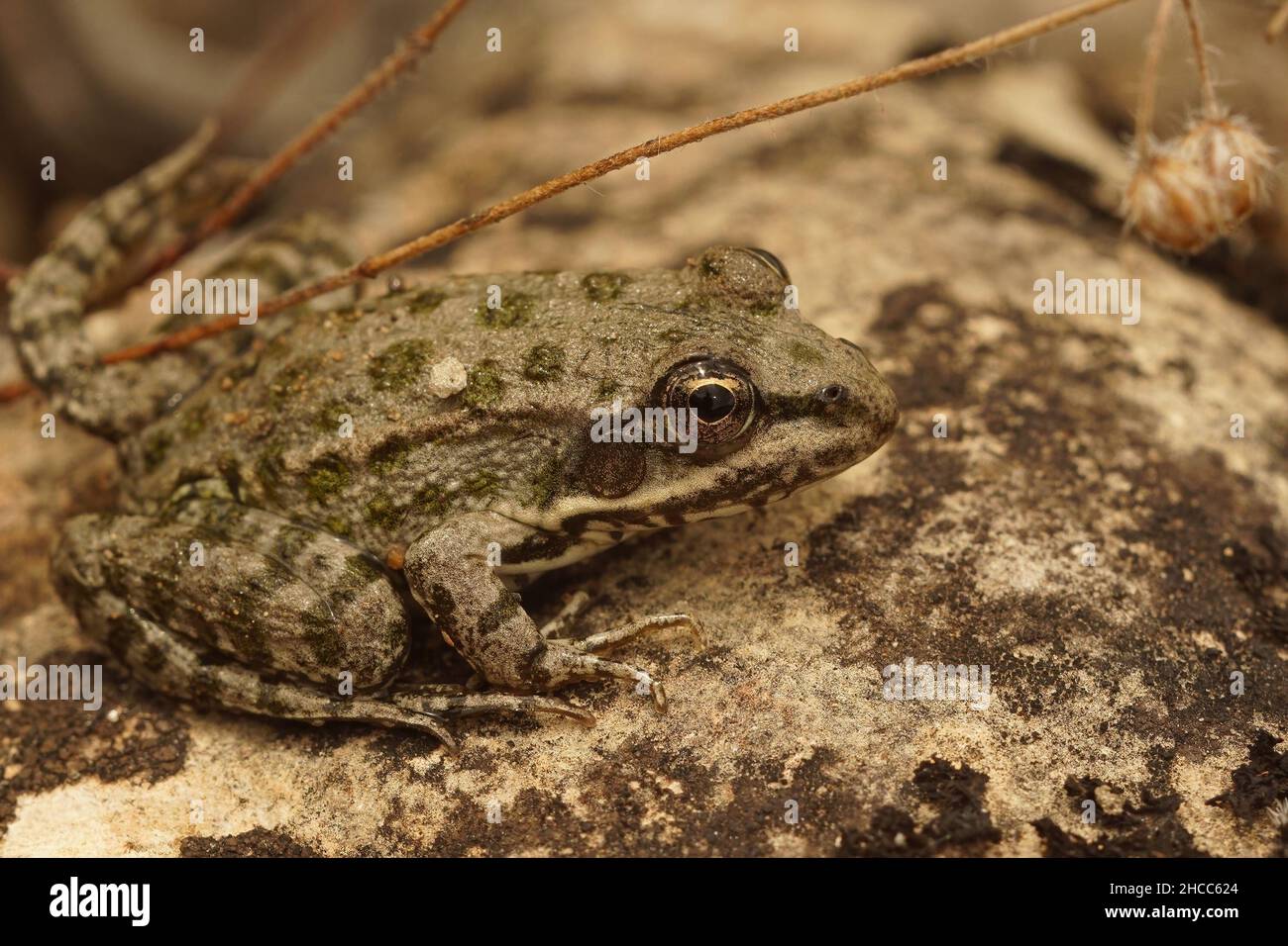 Dettaglio primo piano di una piccola rana della piscina, pelophylax lessonae che si trova su una pietra Foto Stock