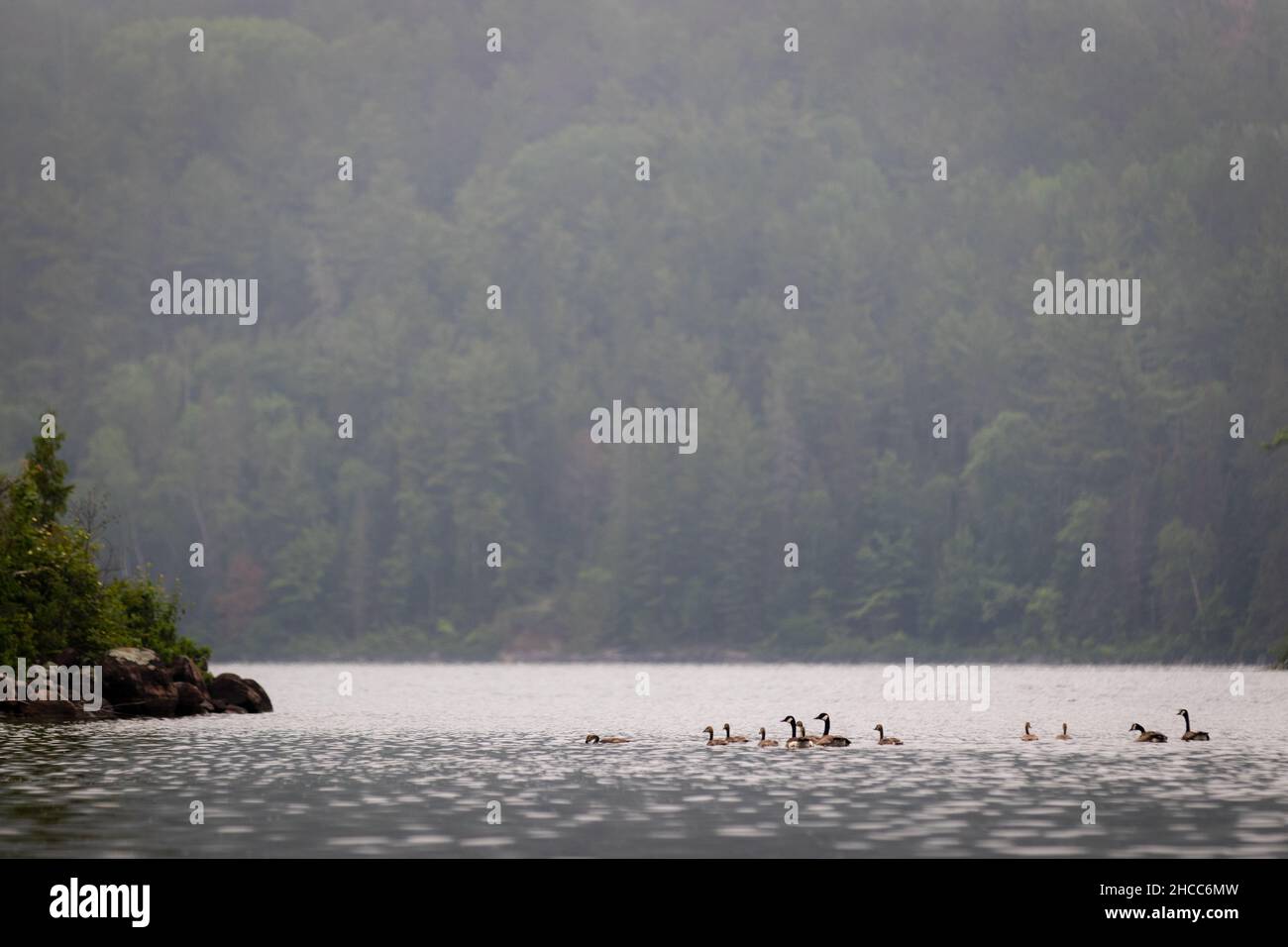 Vista panoramica di una foresta, lago e oche nuoto in acqua Foto Stock