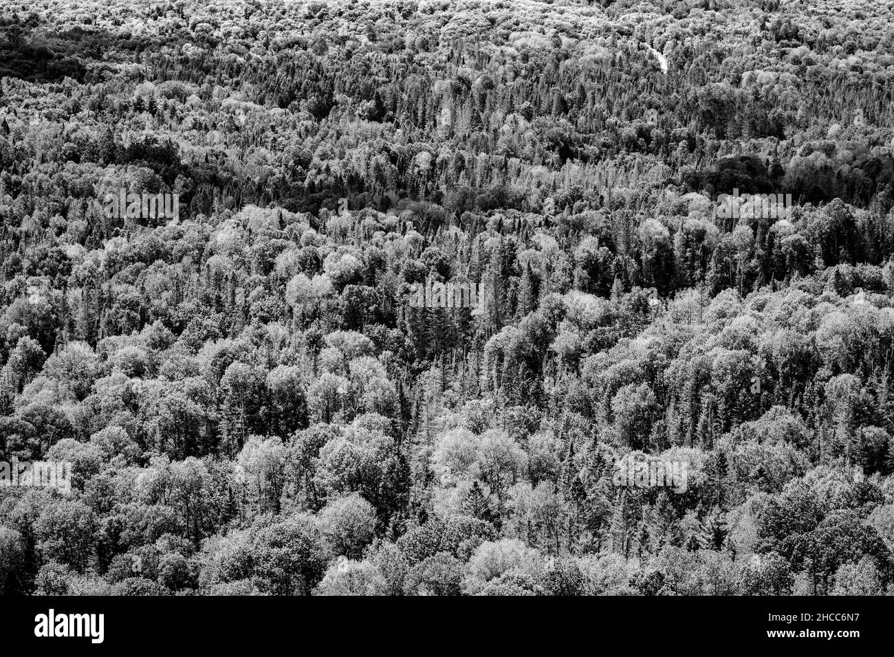 Immagine in scala di grigi di una foresta sempreverde Foto Stock