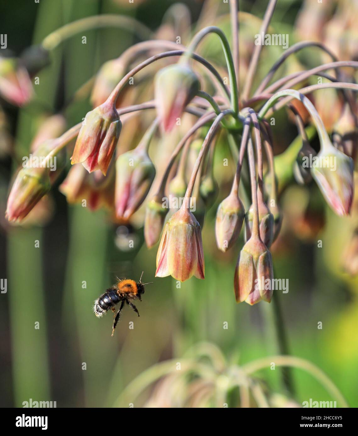 Un albero bumblebee (Bombus hypnorum) che vola verso un Allium (Nectaroscordum siculum) testa di fiore, Inghilterra, Regno Unito Foto Stock