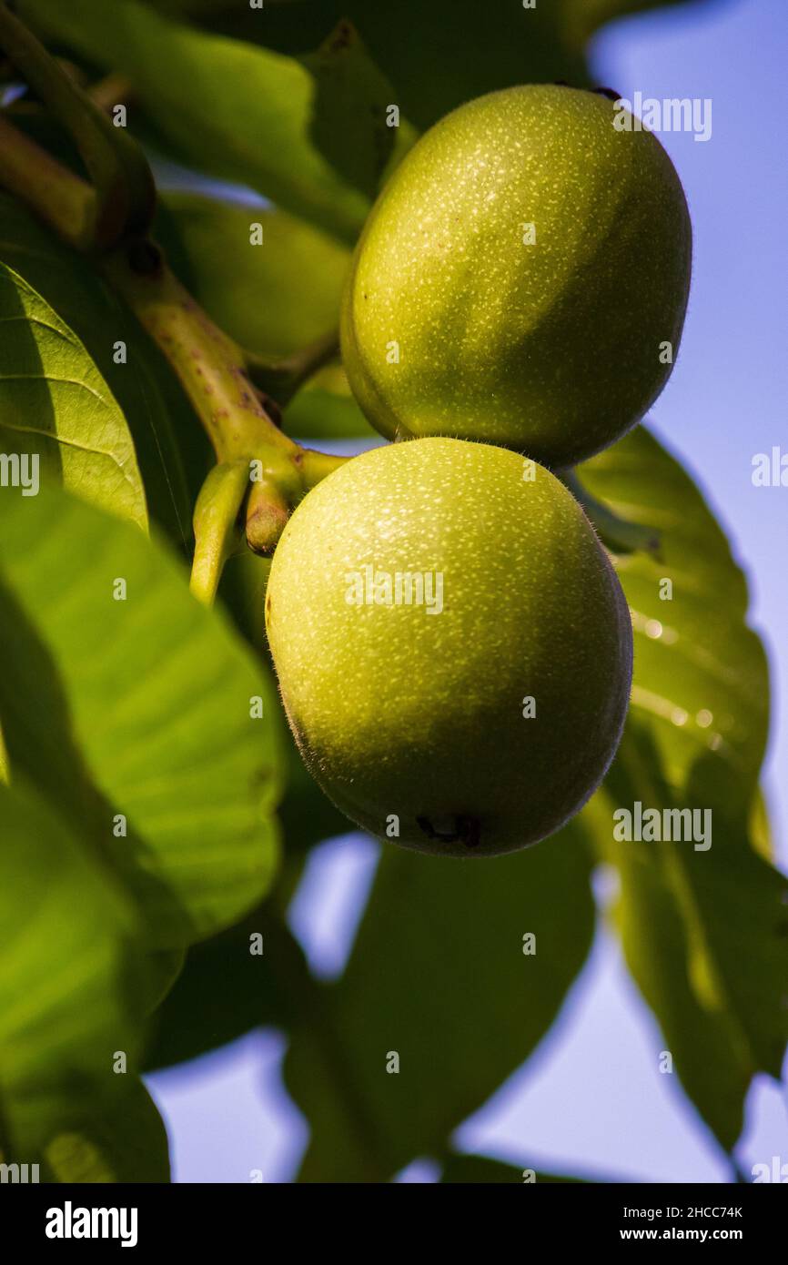 Le noci comuni verdi maturanti (Juglans regia) crescono su un albero. Chiudi Foto Stock