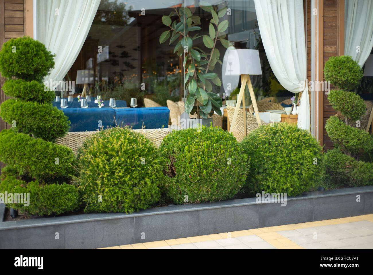 Patio. Arbusti in forma di palline sullo sfondo della finestra. Architettura paesaggistica. Caffè. Decorare il cortile con spazi verdi. Foto Stock