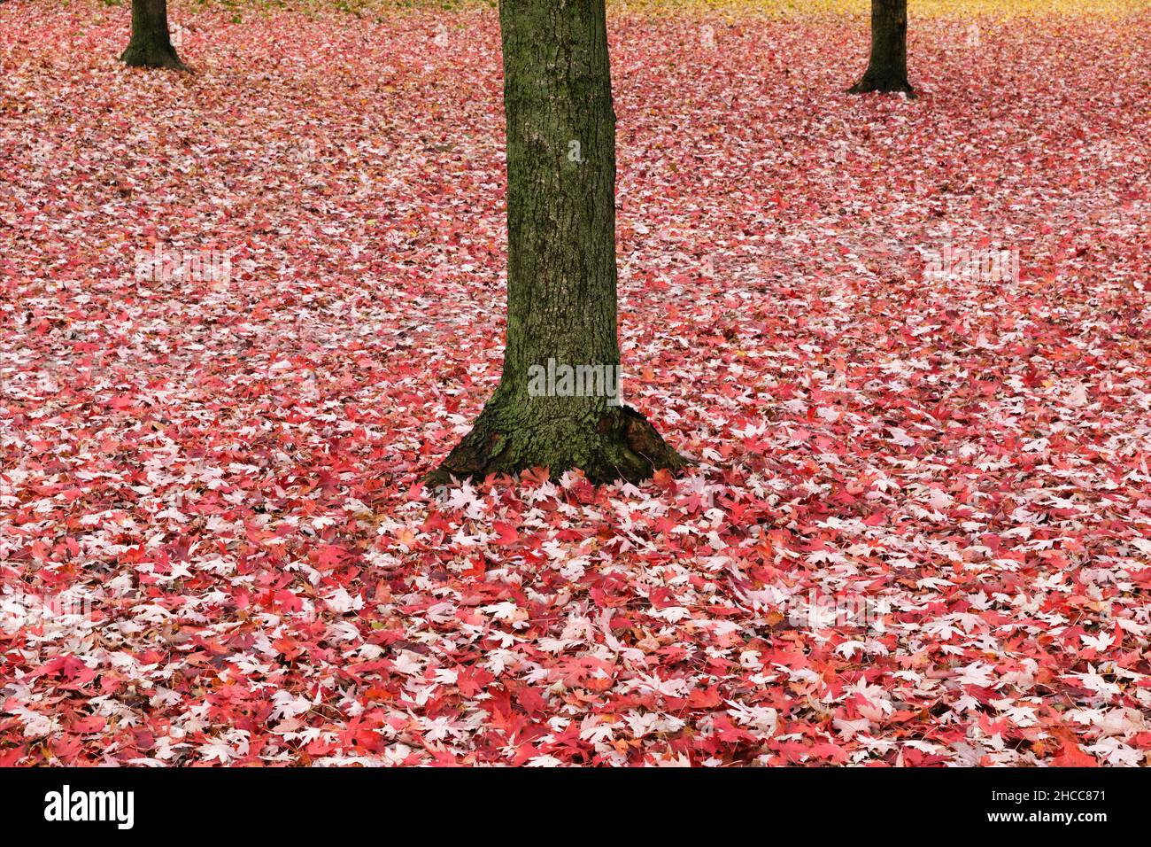 foglie d'acero rosso che coprono il terreno e tronchi d'albero Foto Stock