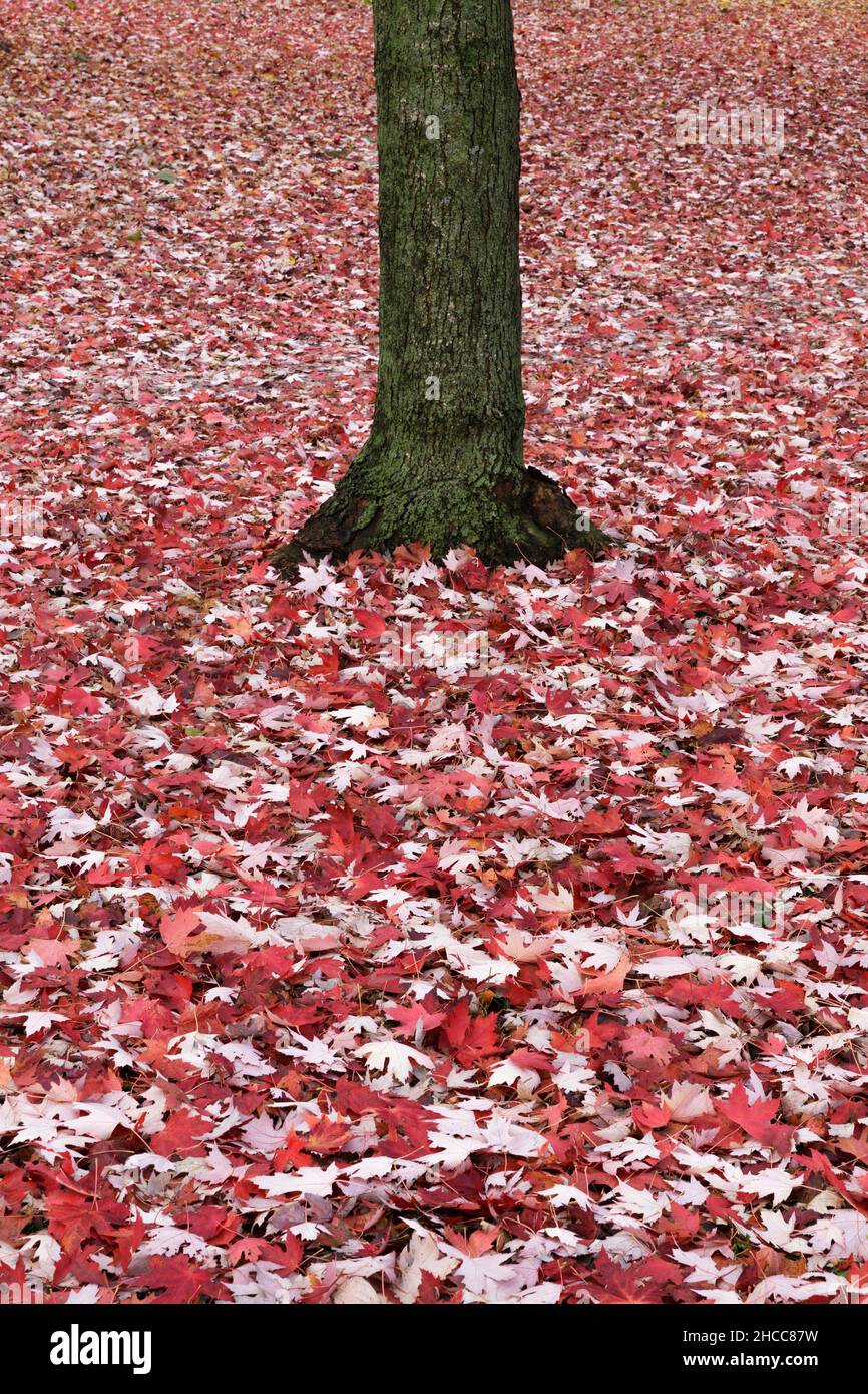 foglie d'acero rosso che coprono il terreno e tronchi d'albero Foto Stock