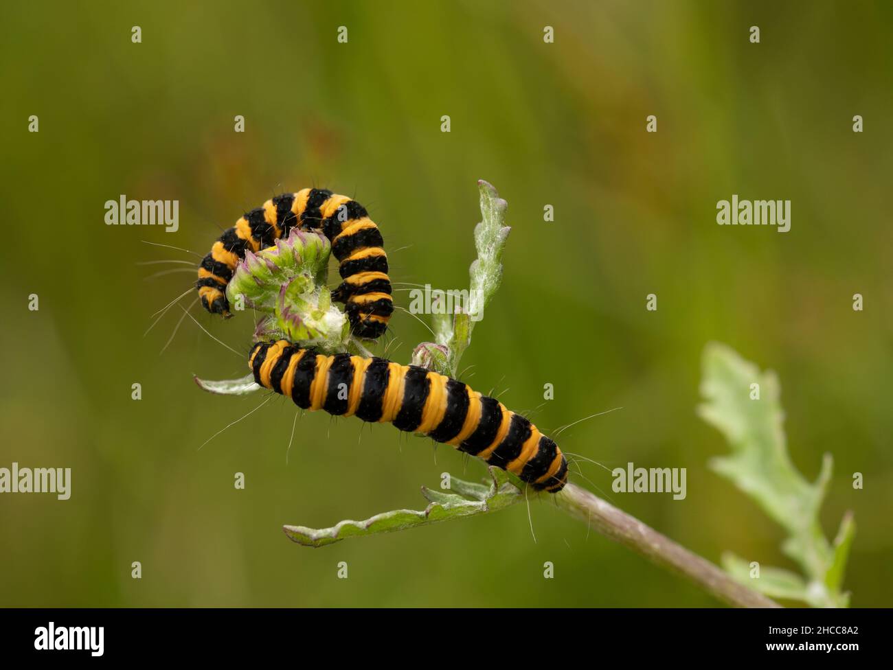 Due Caterpillars Cinnabar Moth su una pianta ragwort su sfondo verde diffuso Foto Stock