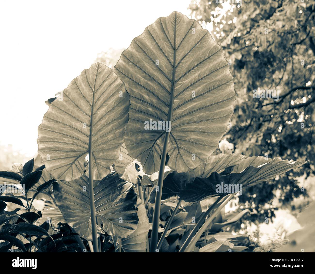 Le orecchie di elefante sono il nome comune di un gruppo di piante tropicali perenni coltivate per le loro grandi foglie a forma di cuore. Alocasia calidora Foto Stock