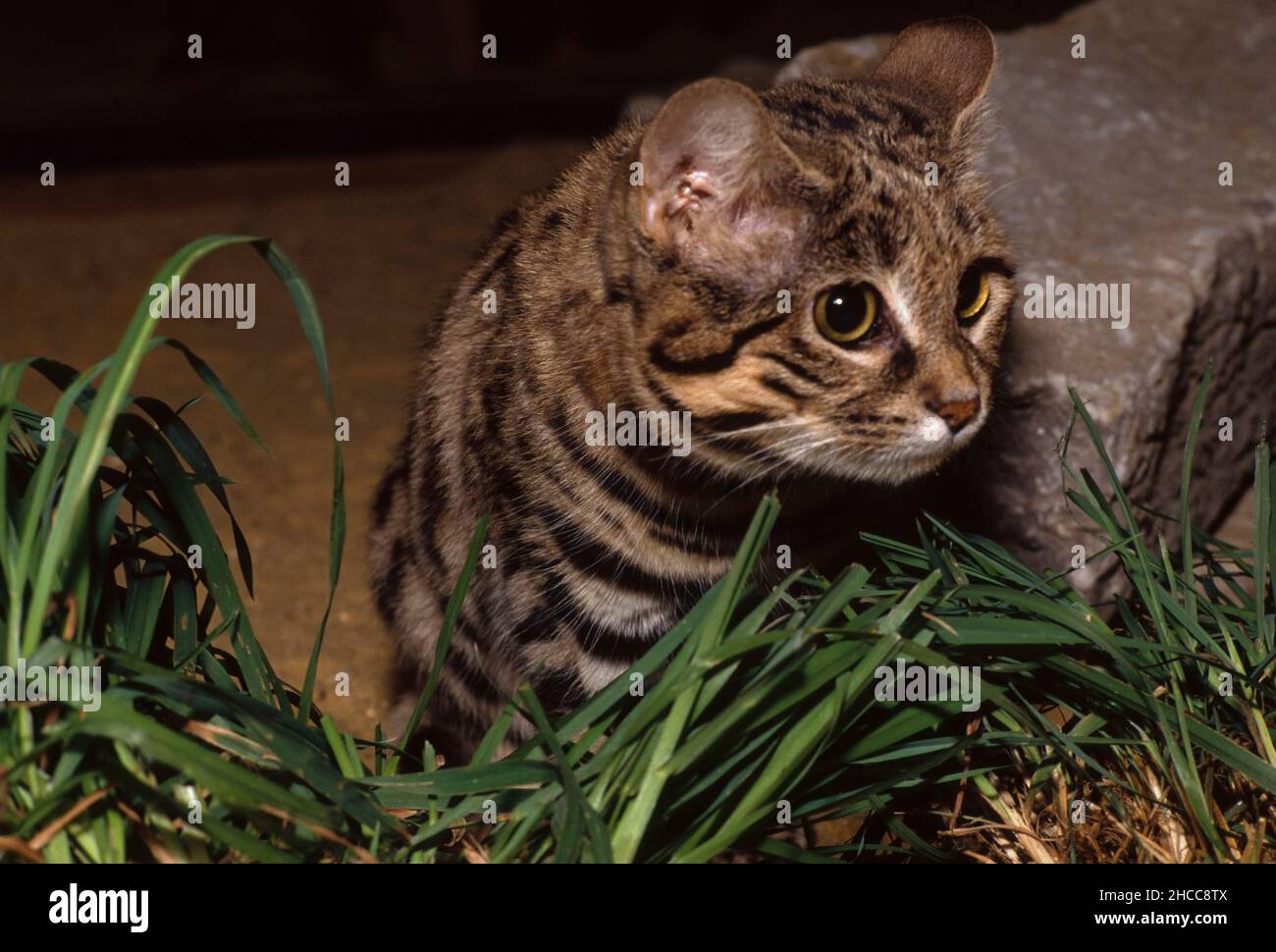 Gatto con piedi neri (gatto con macchie piccole) che cerca preda. Nigripes Felis. Foto Stock