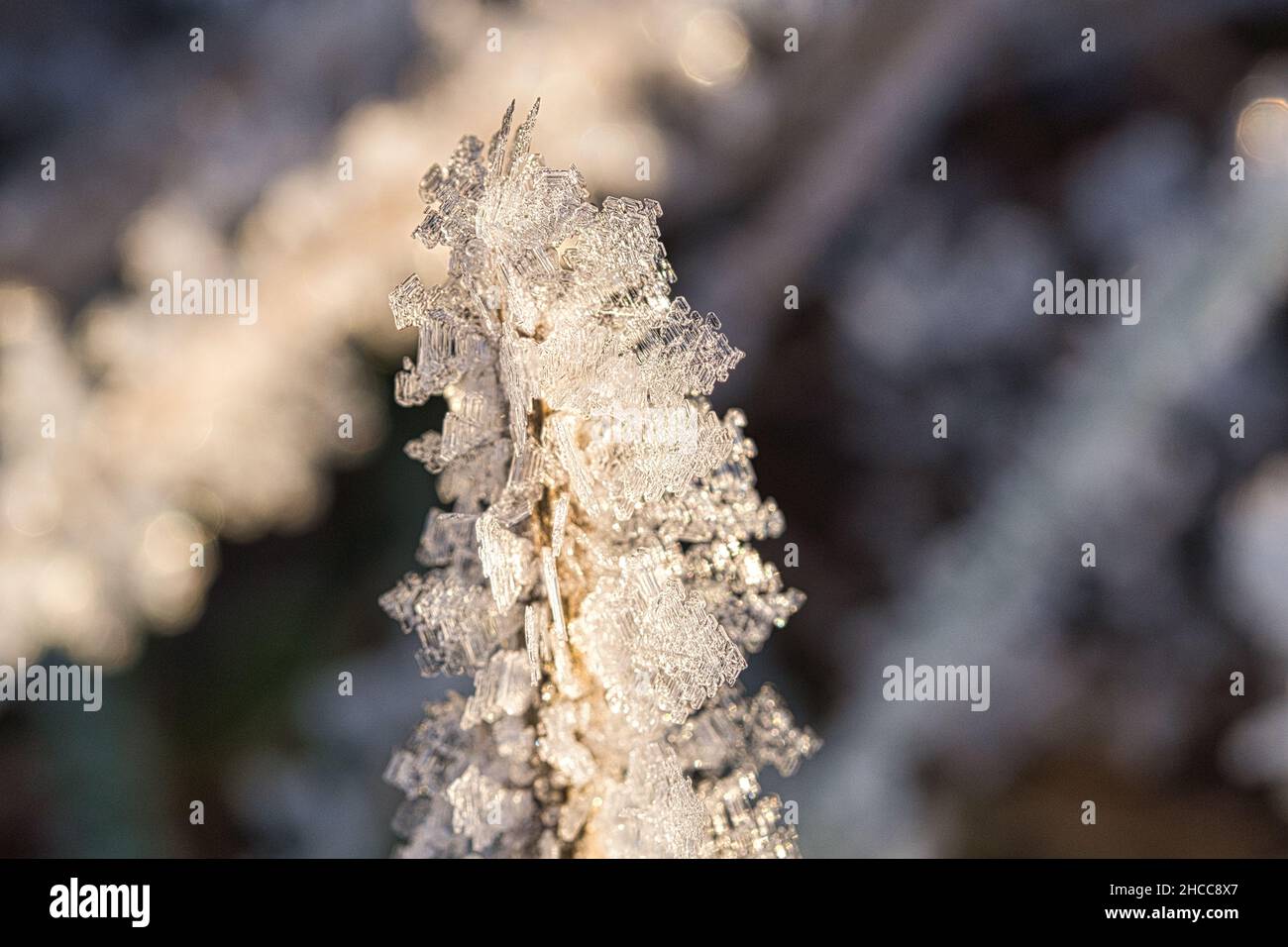 I cristalli di ghiaccio si sono formati su lame di erba e si sono congelati in tutte le direzioni. Sono emerse forme strutturalmente ricche e bizzarre. Scatto invernale da Brandeburgo Foto Stock