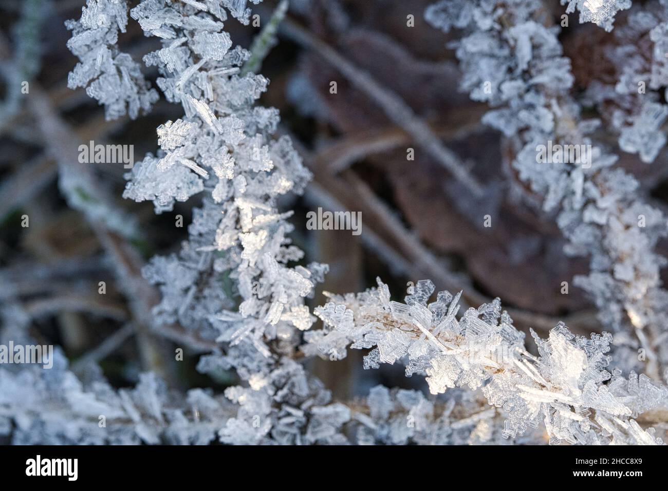 I cristalli di ghiaccio si sono formati su lame di erba e si sono congelati in tutte le direzioni. Sono emerse forme strutturalmente ricche e bizzarre. Scatto invernale da Brandeburgo Foto Stock