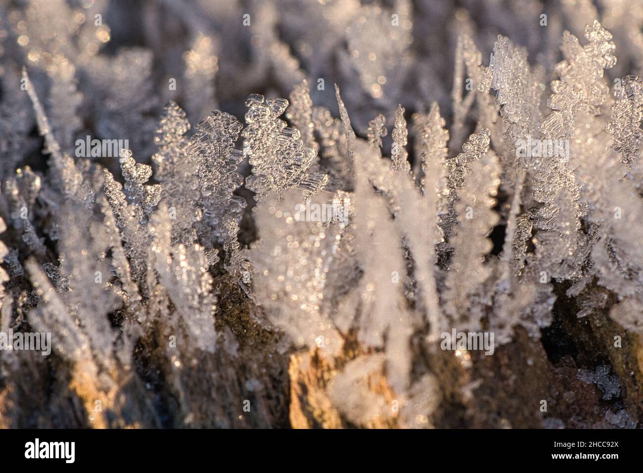 Cristalli di ghiaccio che si sono formati su un tronco di albero e sono cresciuti in altezza. Scatto invernale da Brandeburgo Foto Stock